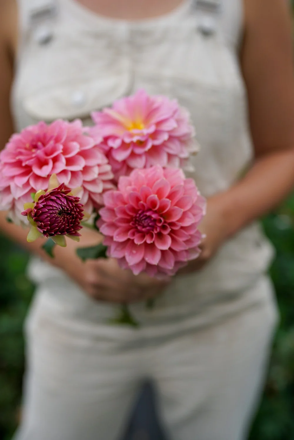 Dahlia Lee's Swiss Miss Rooted Cutting — Flowerwell Farm and