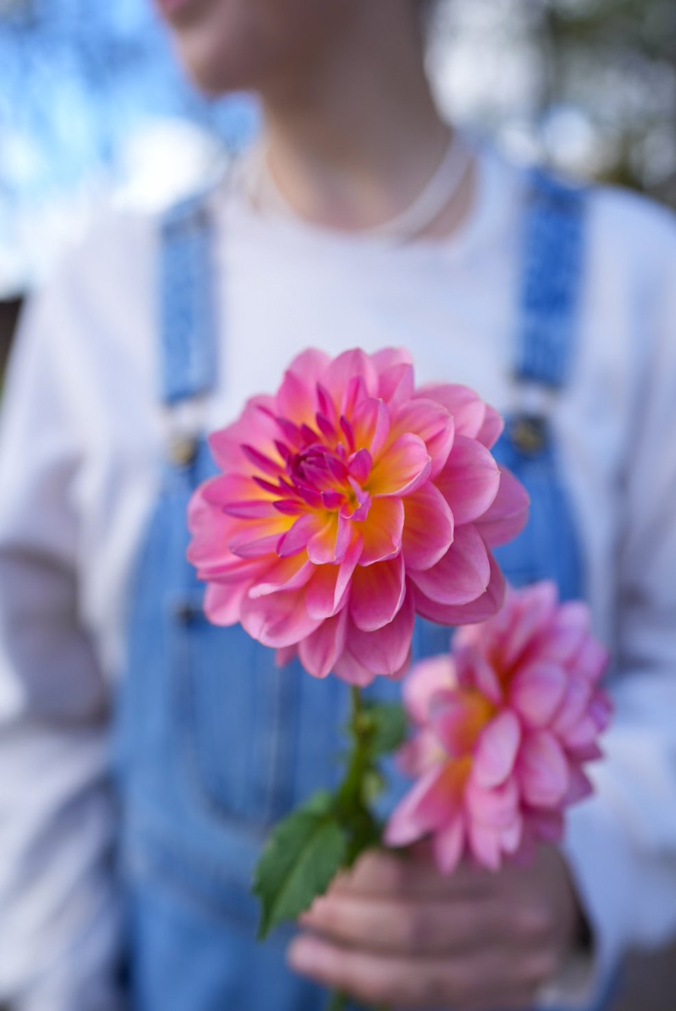 Dahlia 'Wildwood Marie' – Pinky Coral Waterlily Dahlia-shop Dahlia
