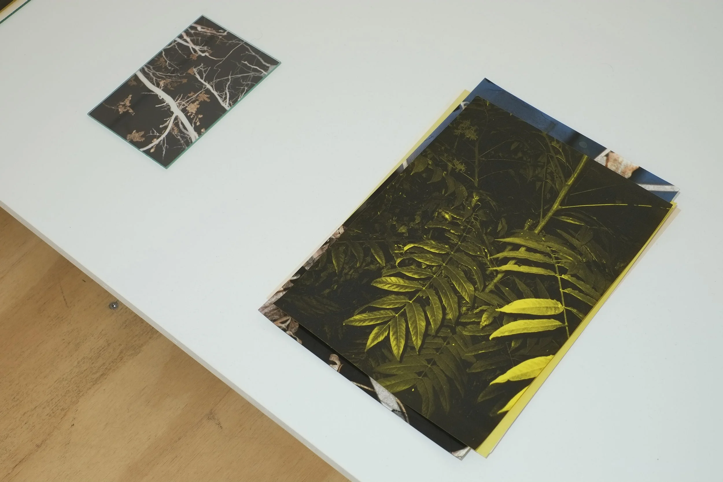 Detail. Matthew Schrader. On Movement and Air, 2023. C-Prints, laser prints, paper, ink, glass, tape, dirt, unfired clay, wood, paint, steel and Ailanthus seeds. Dimensions variable.