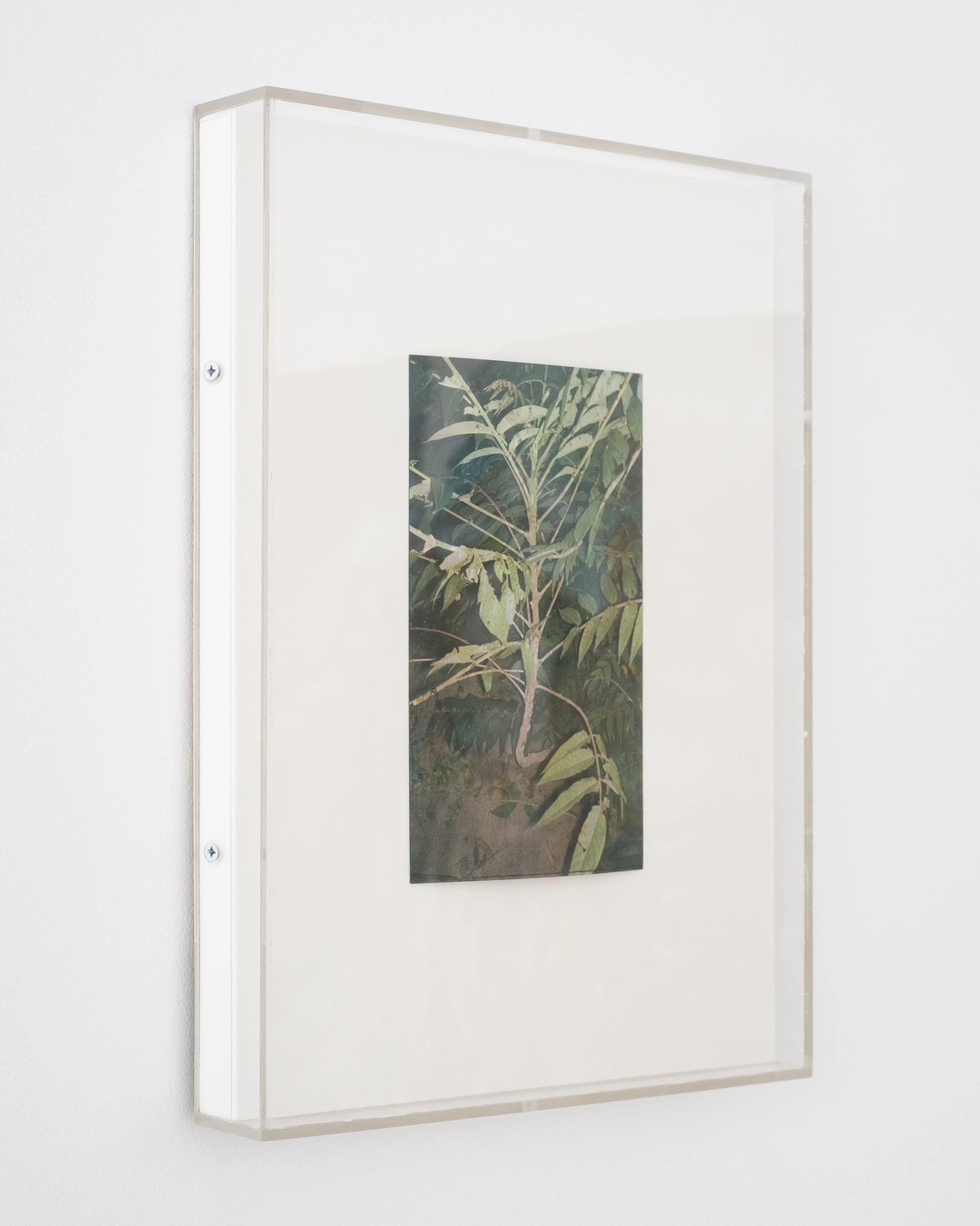 Matthew Schrader. Ailanthus, 2023. C-print, ink, museum board, wood and plexiglas. 9.25 x 11.25 inches.