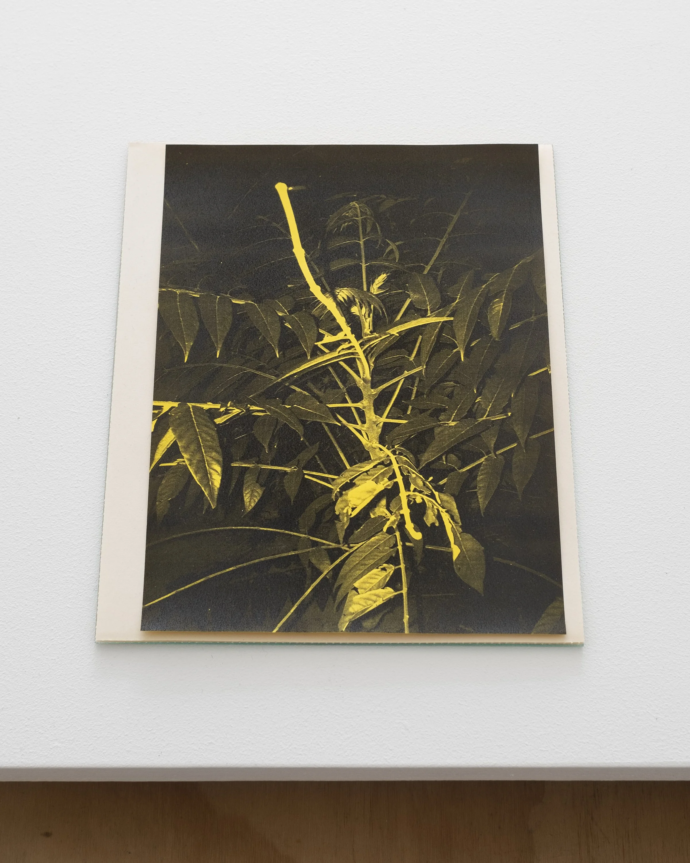 Detail. Matthew Schrader. On Movement and Air, 2023. C-Prints, laser prints, paper, ink, glass, tape, dirt, unfired clay, wood, paint, steel and Ailanthus seeds. Dimensions variable.