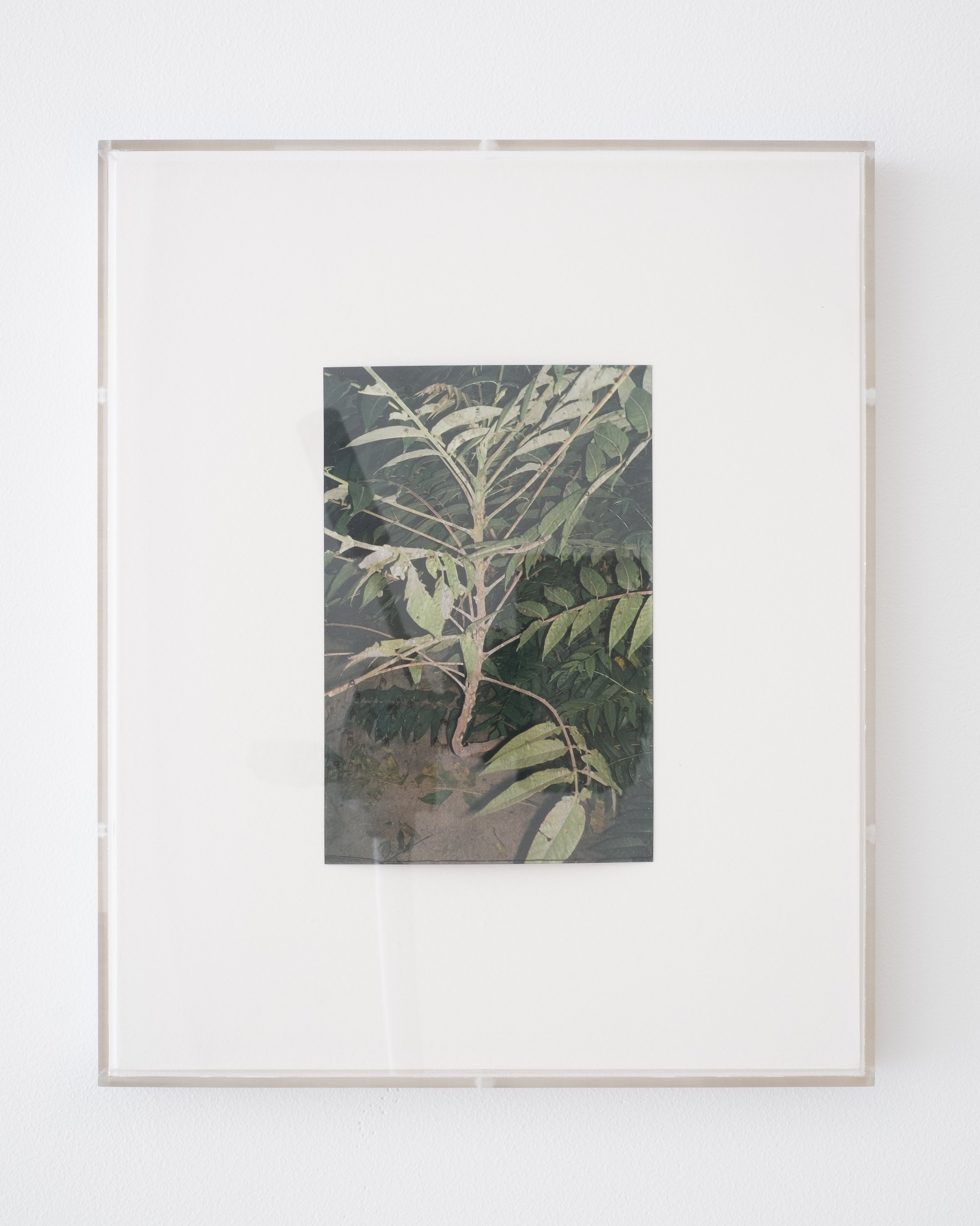 Matthew Schrader. Ailanthus, 2023. C-print, ink, museum board, wood and plexiglas. 9.25 x 11.25 inches.