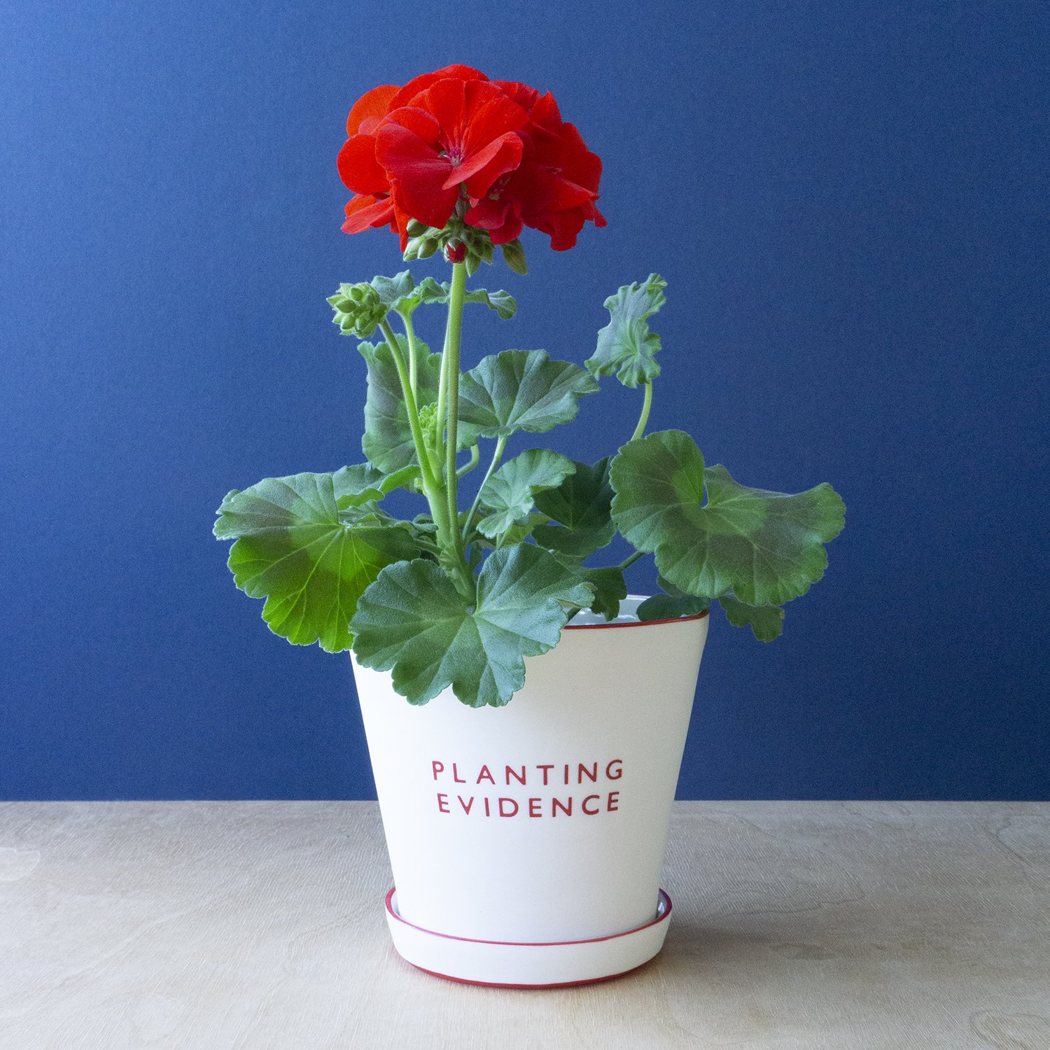 Wordplay Clay - Planting Evidence Red (5).jpg