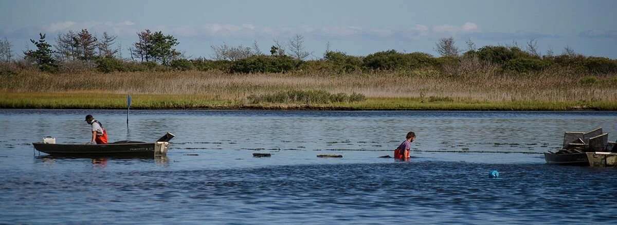 Ninigret_oyster_farm_RISG.jpeg