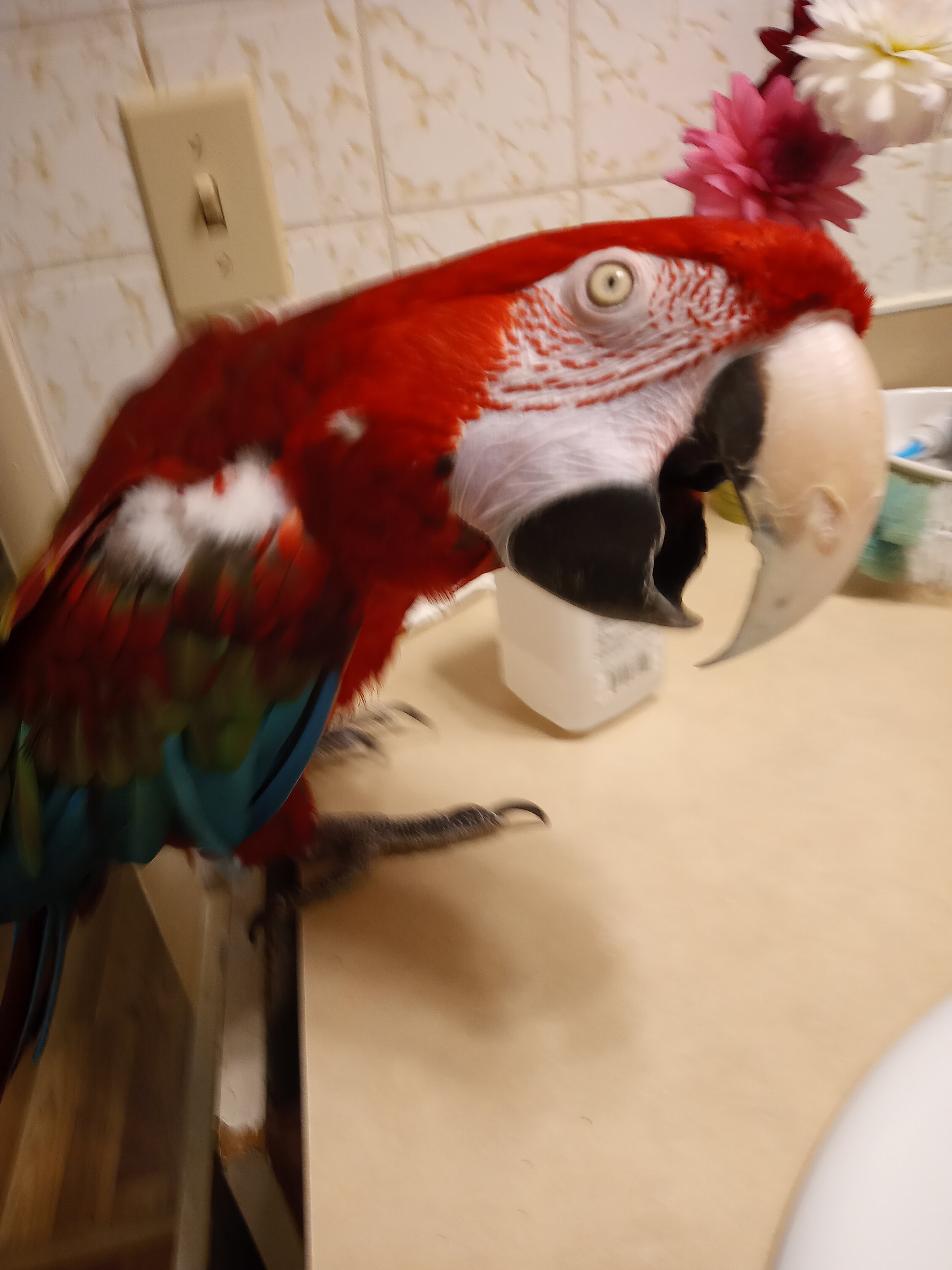 Parrot gets a pedicure! 💅🏻🦜 #parrot #parrotsoftiktok #parrots #parr... |  birds | TikTok