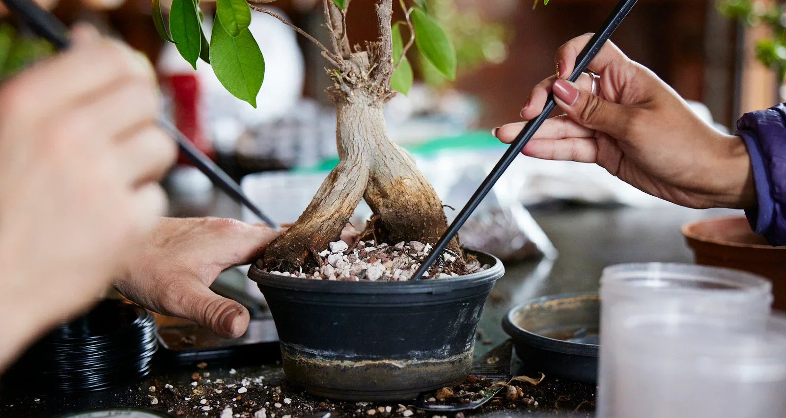 Bonsai repotting workshop