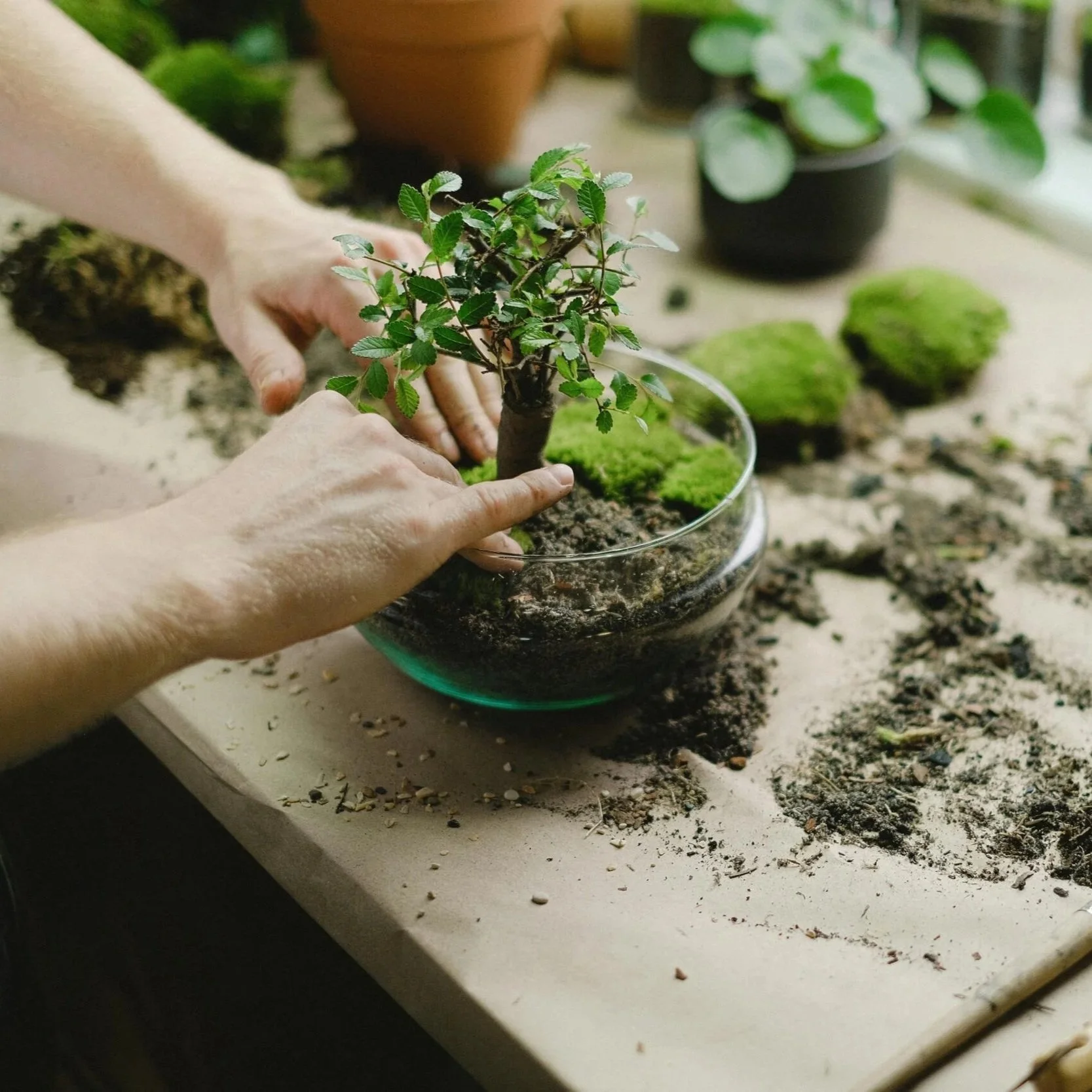 Bonsai Repotting Workshop