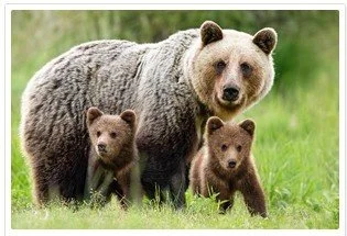Bear Awareness online safety training course