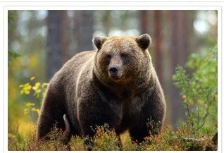 Wilderness Awareness online safety training course