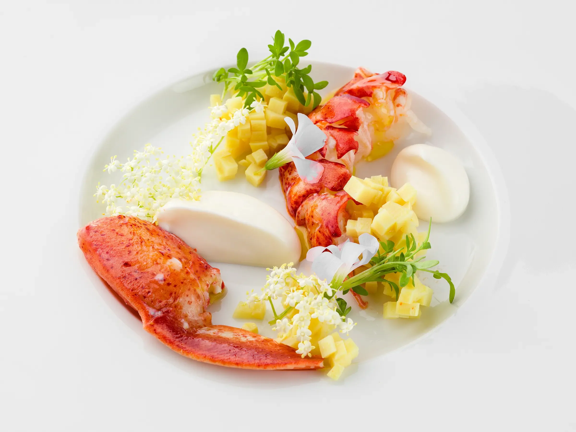 Lobster tail with diced cheese, microgreens, edible flowers, and dollops of white sauce on a white plate.