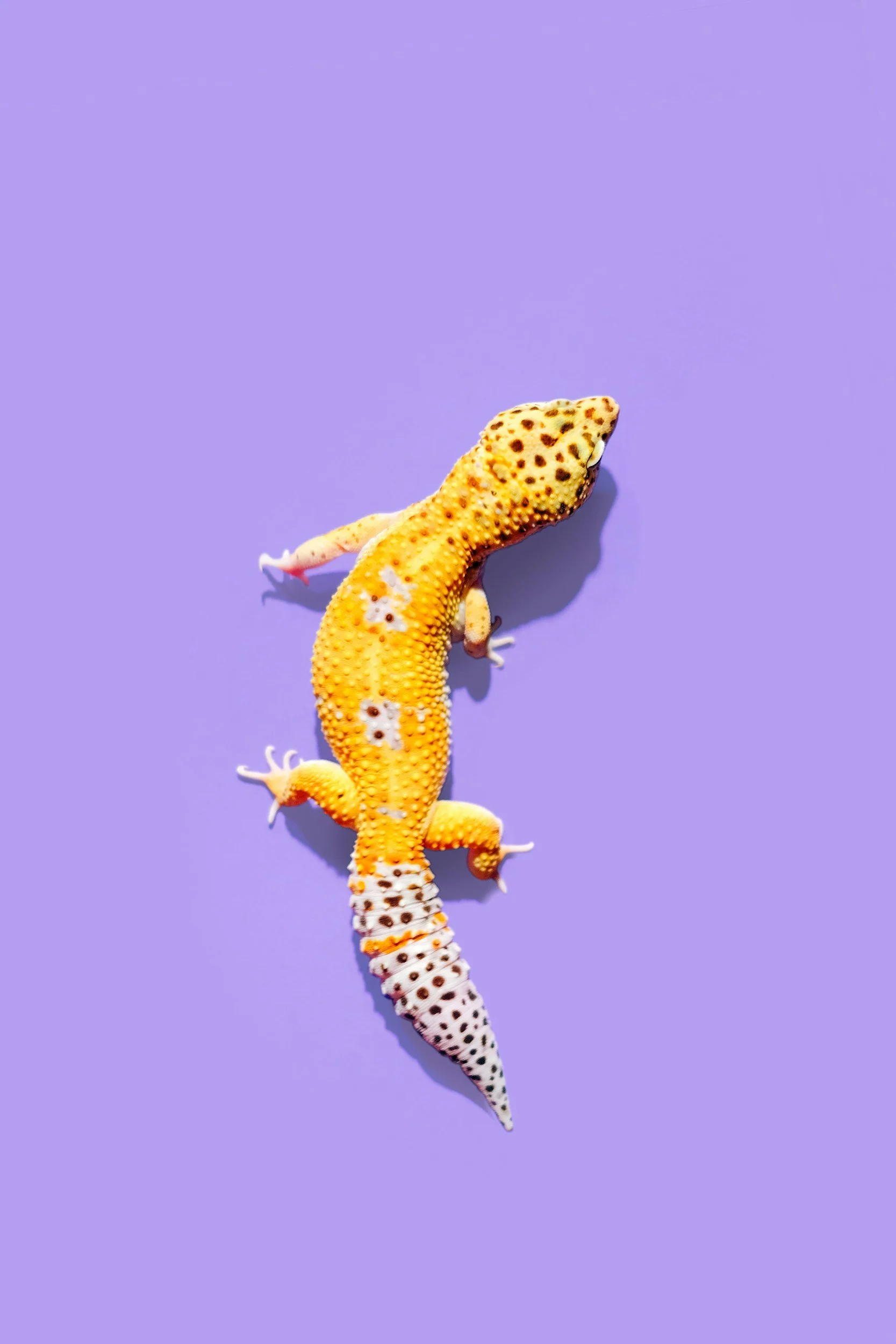 unsplash-image-cHP9WBFKm9o.jpg