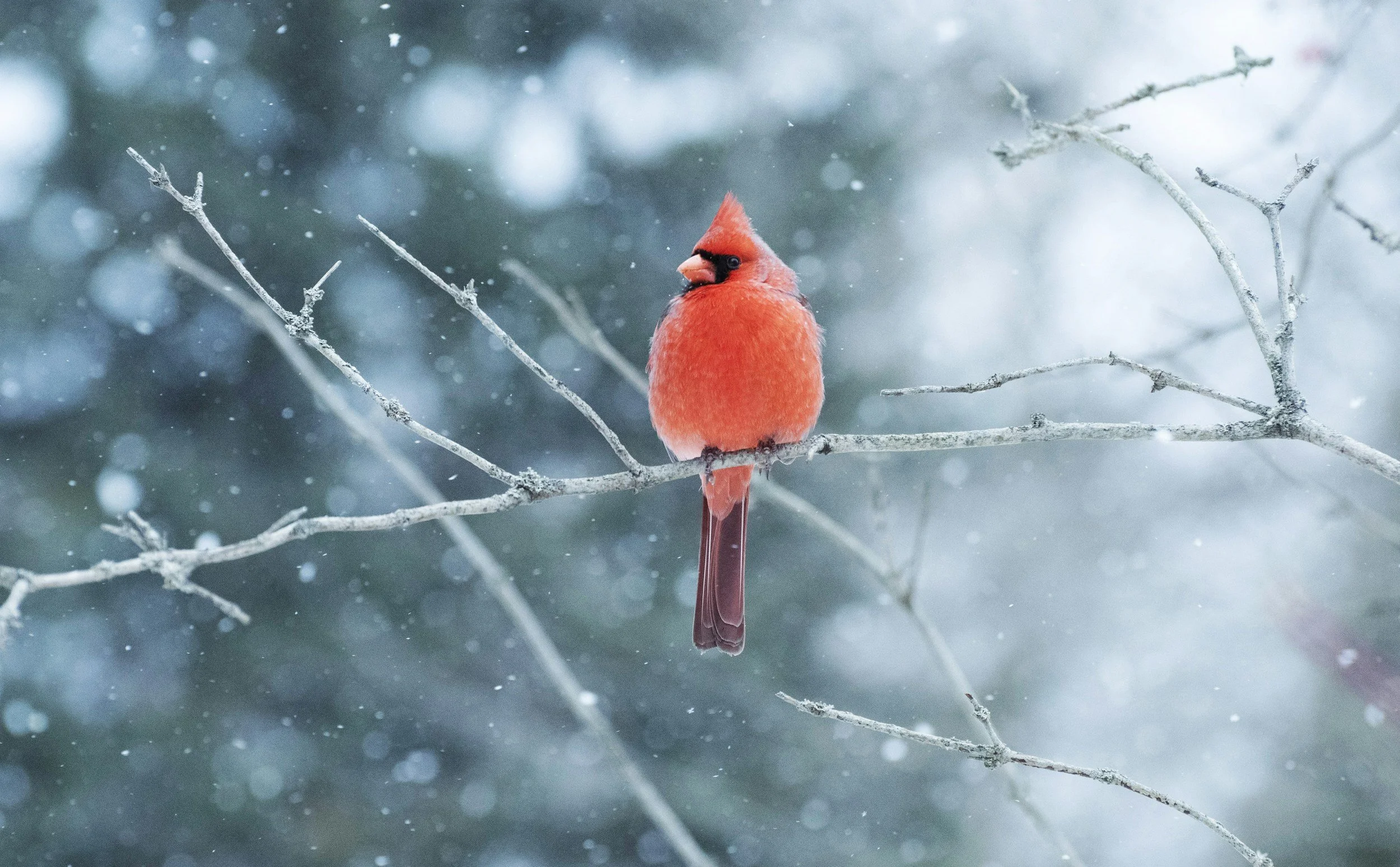 🌿 December with NatureLinks – Join the Adventure! 🌿