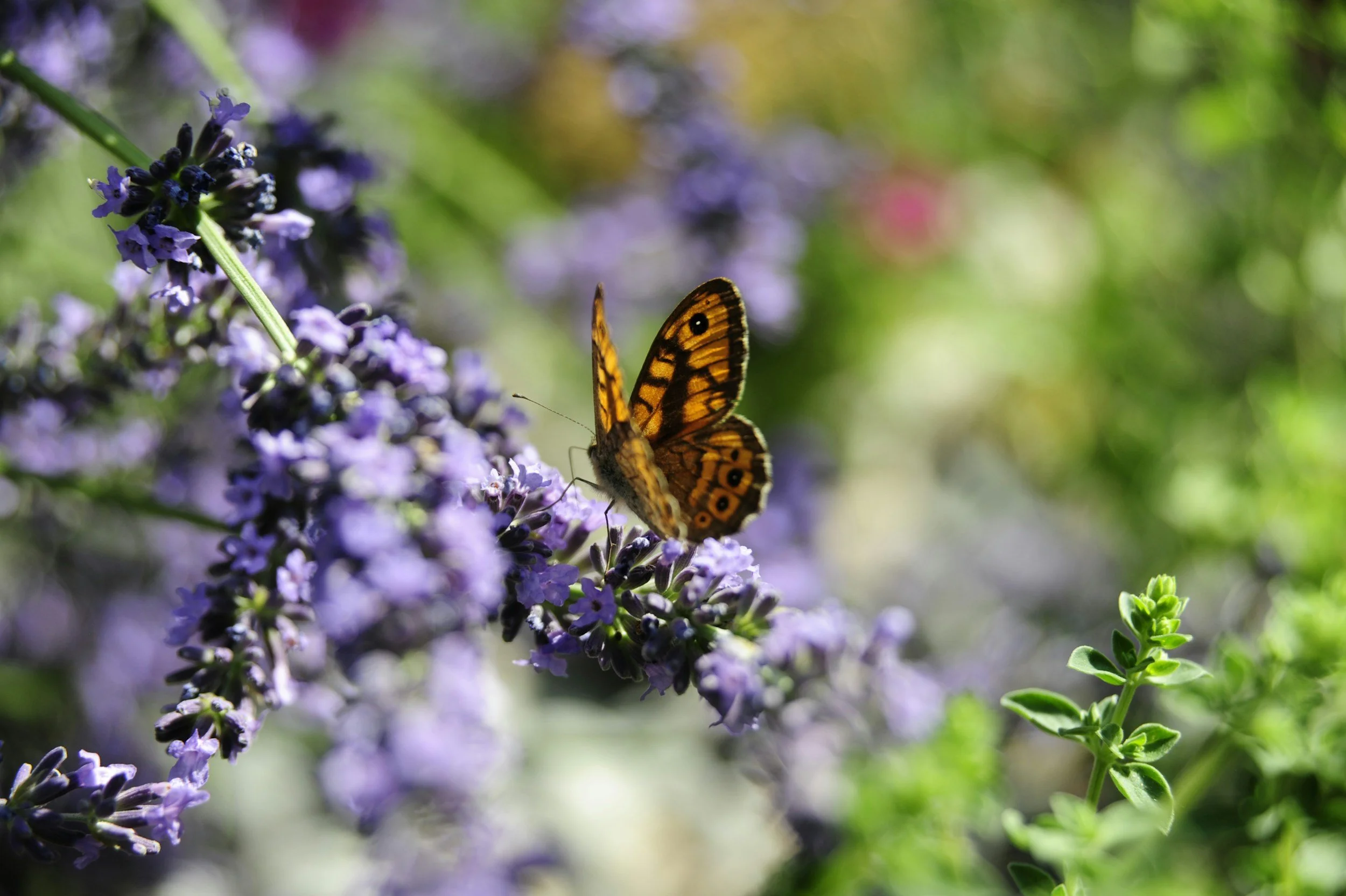 Eastbourne Student Notices 