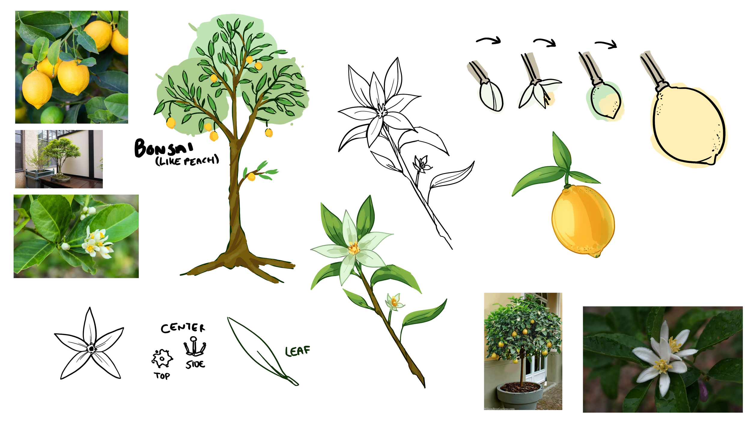 lemons_concept.png