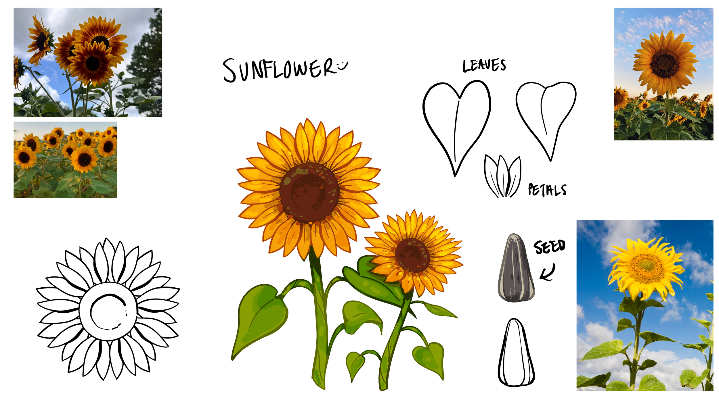 sunflower.png