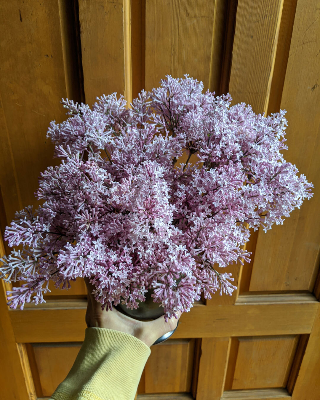 It's almost that time of year again, Lilac season! ​​​​​​​​
​​​​​​​​
They are such a treat every spring and bring some much needed color to our monochromatic world🤍​​​​​​​​
​​​​​​​​
​​​​​​​​
​​​​​​​​
#lilac #purpleflowers #weddingdlorist #weddingflo