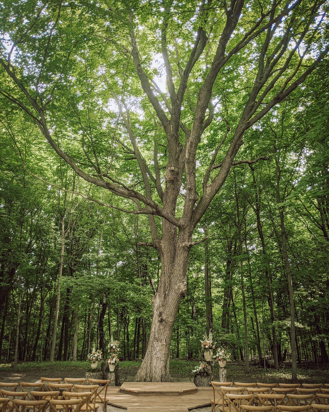 Such a privilege to work at the beautiful @copperbowlranch this last Saturday for the wedding of Cassie &amp; Elliot!⠀⠀⠀⠀⠀⠀⠀⠀⠀
Just had to capture this magnificent old maple in all her glory. ⠀⠀⠀⠀⠀⠀⠀⠀⠀
⠀⠀⠀⠀⠀⠀⠀⠀⠀
An incredible team brought this day to