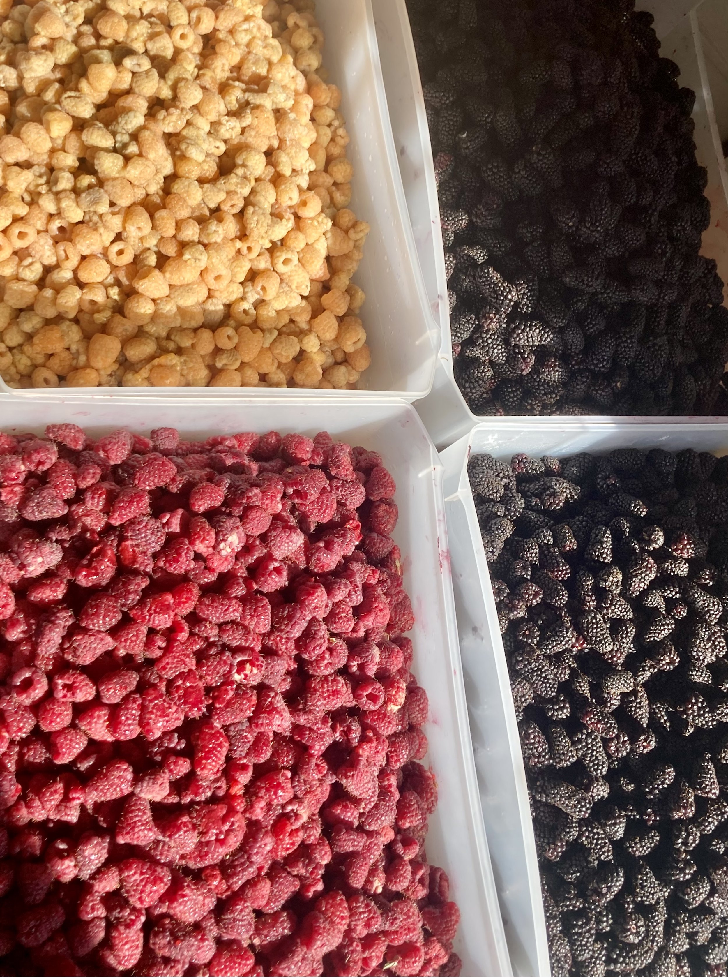 IMG_0710 2.JPG (Copy)