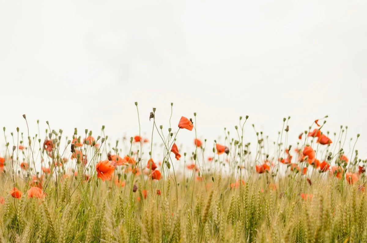 field of poppies.jpg