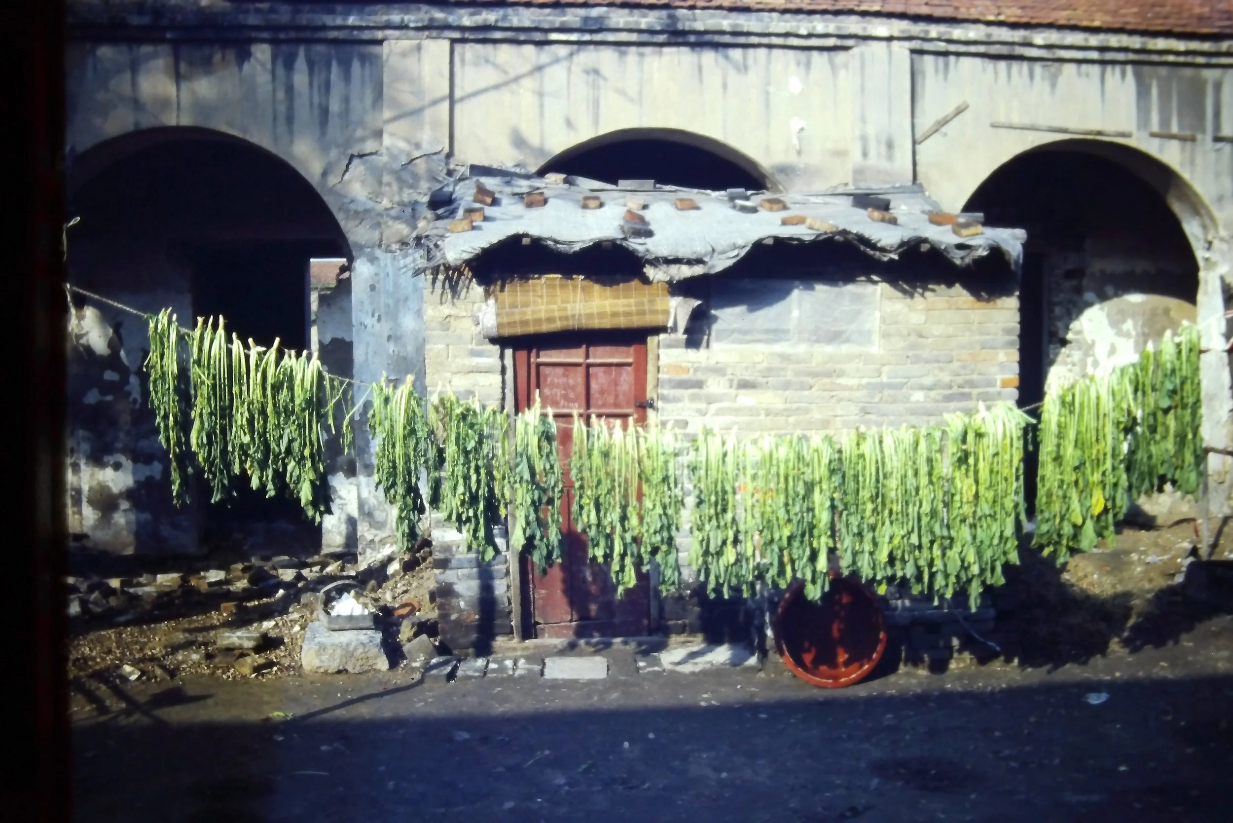 DRYING GREENS
