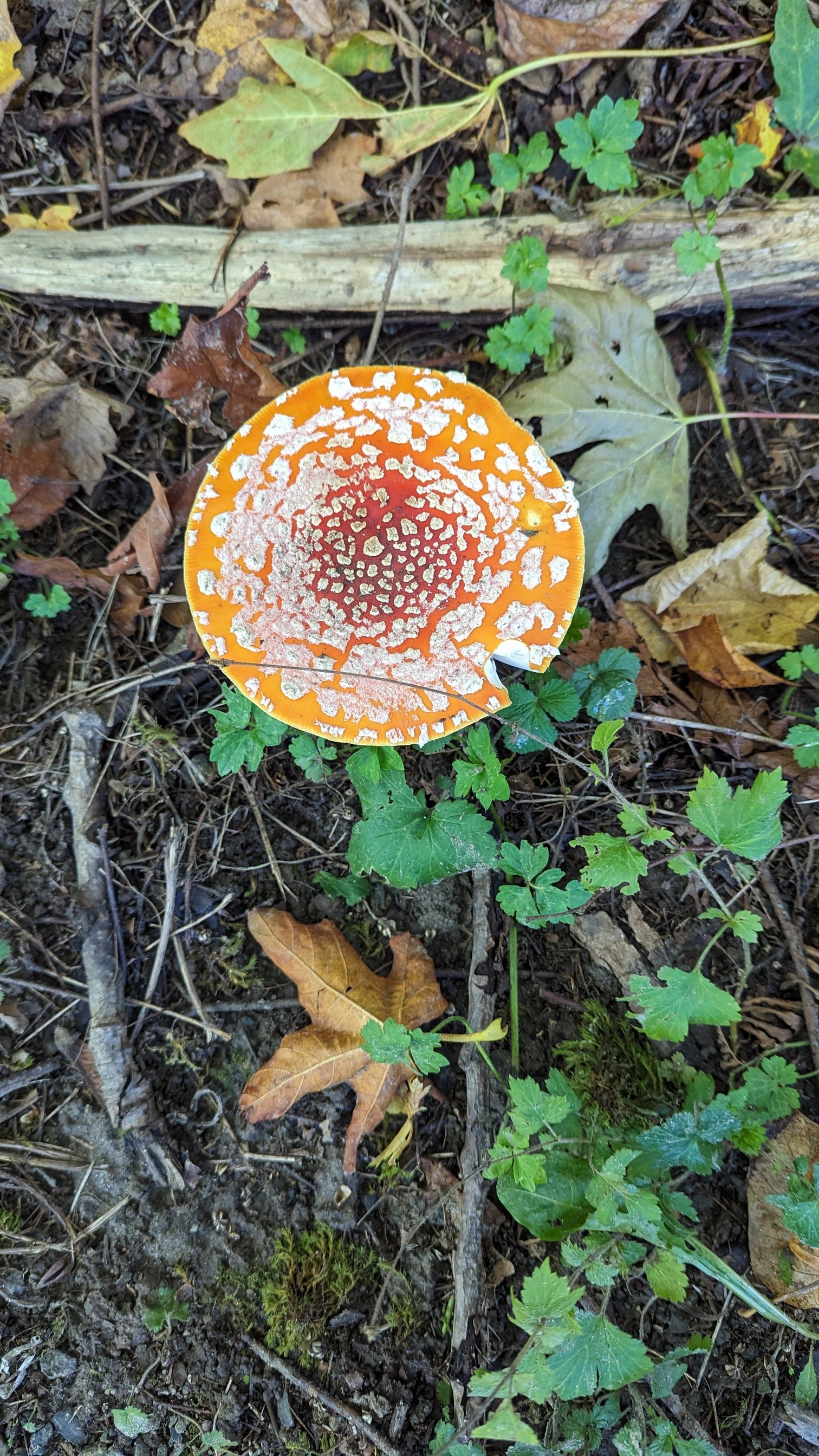 MUSHROOM: MERCER ISLAND, WASHINGTON