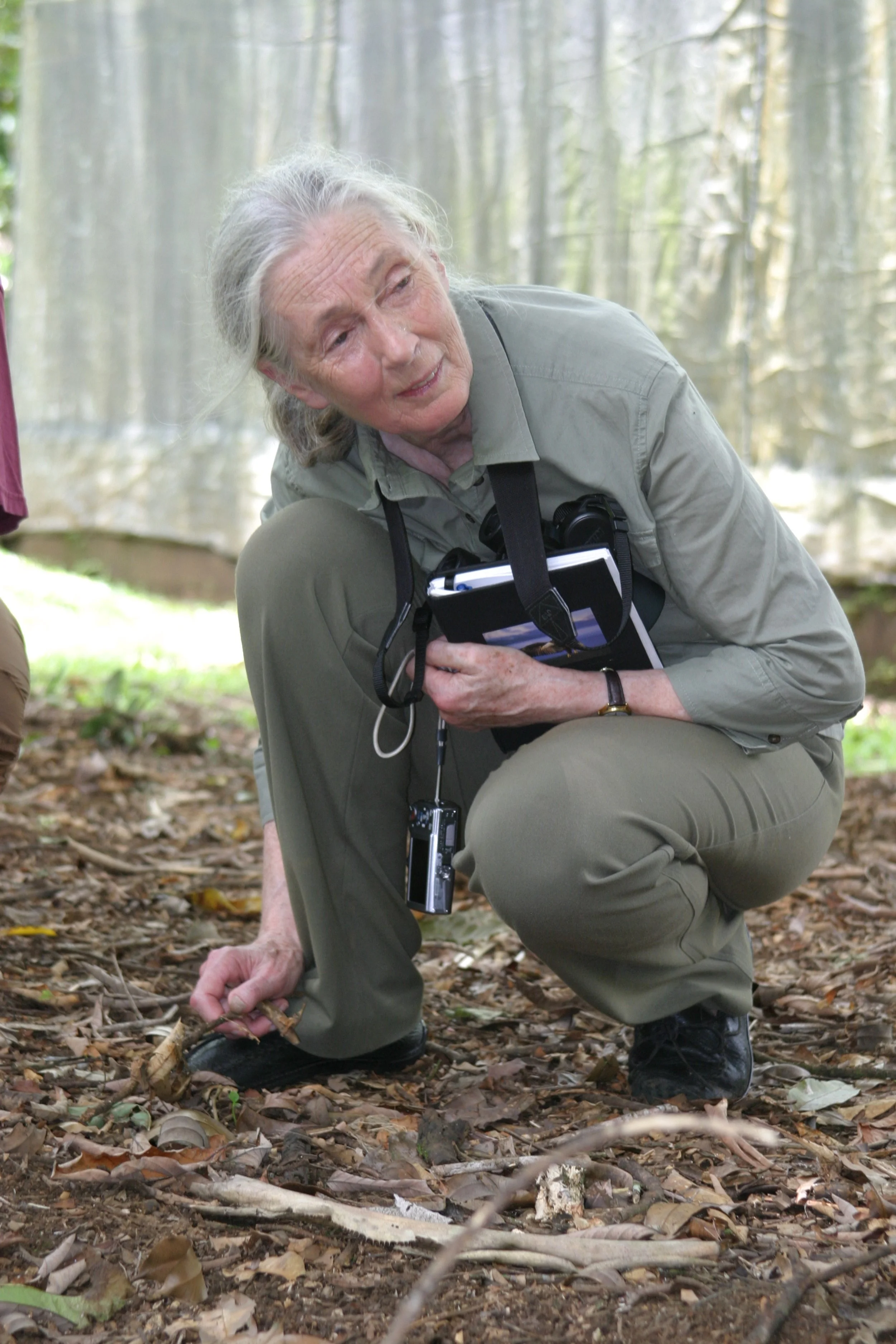 Examining Insect Life