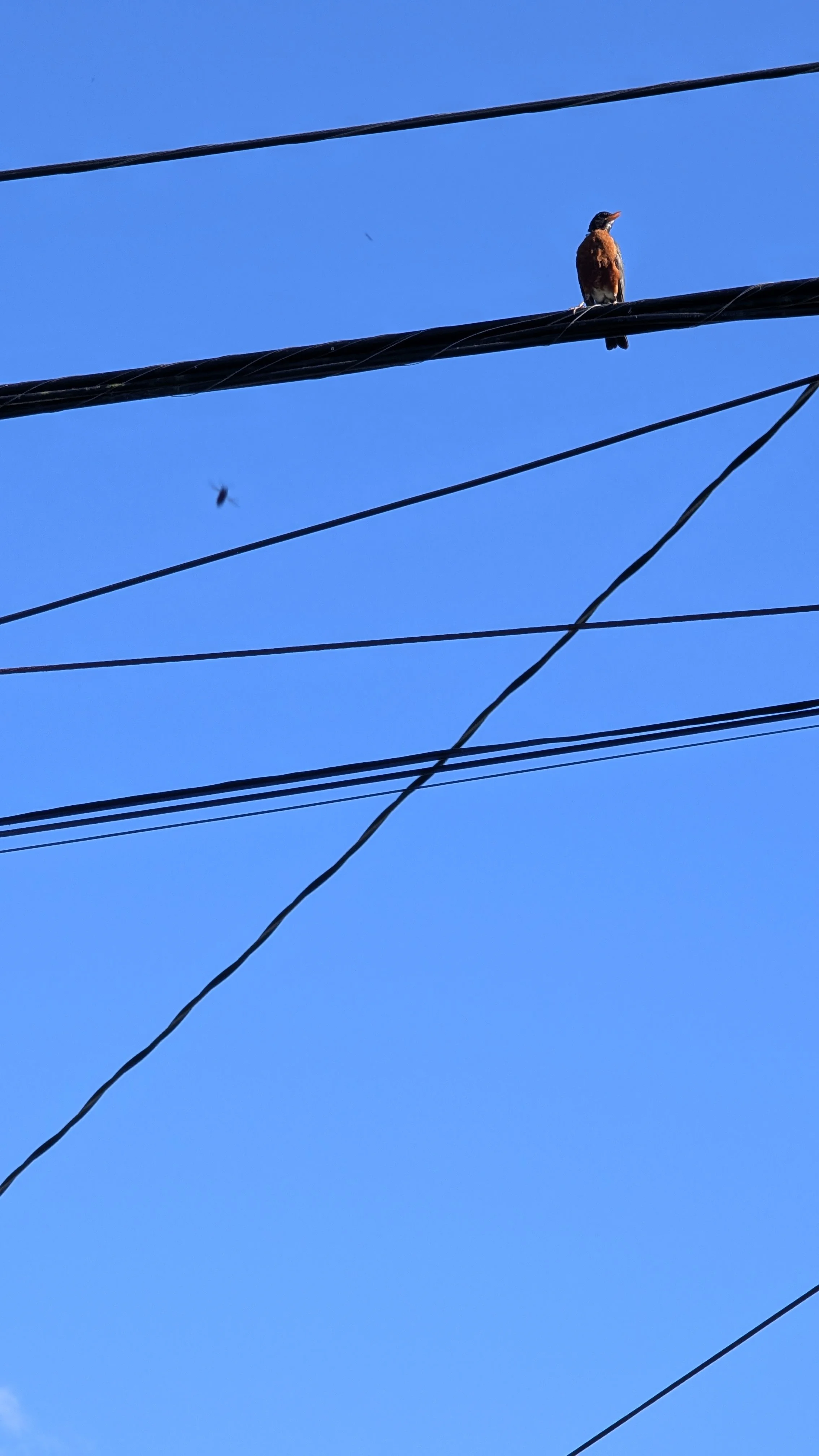 BLUE WIRE BIRDS
