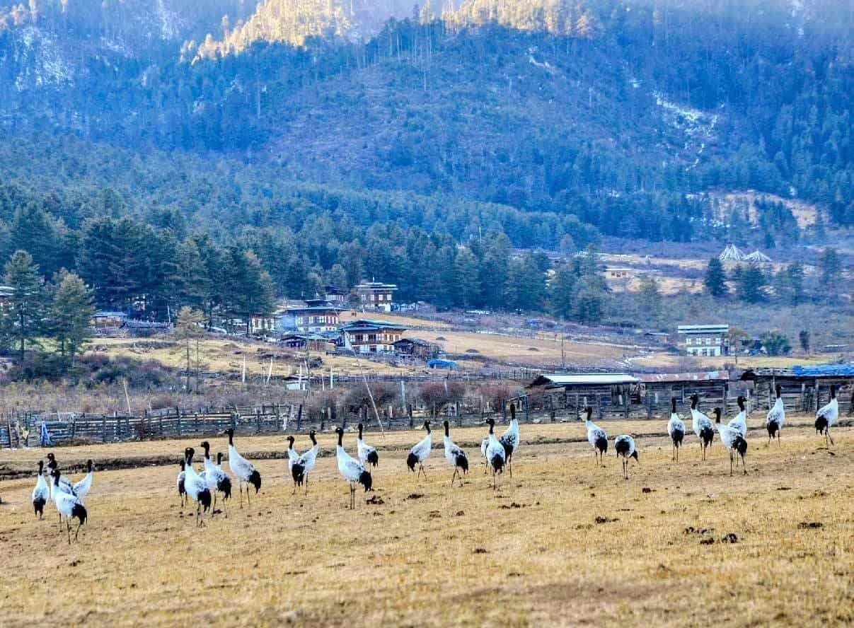 Phobjikha Valley