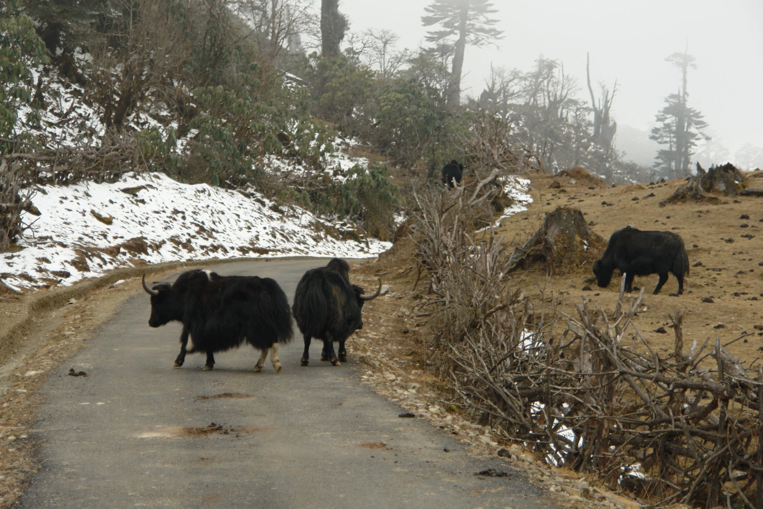 Yak.JPG