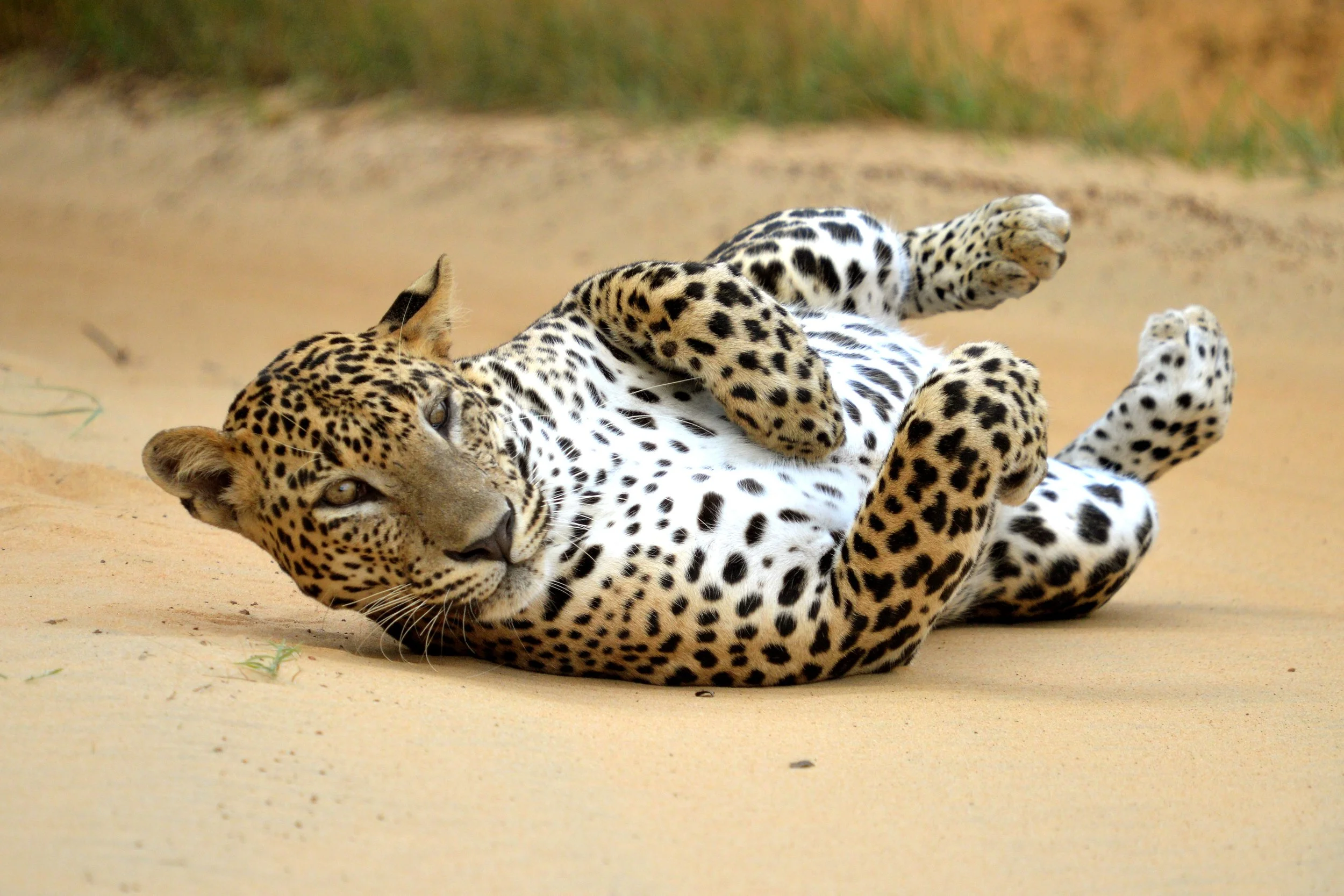 leopard rolling on the ground