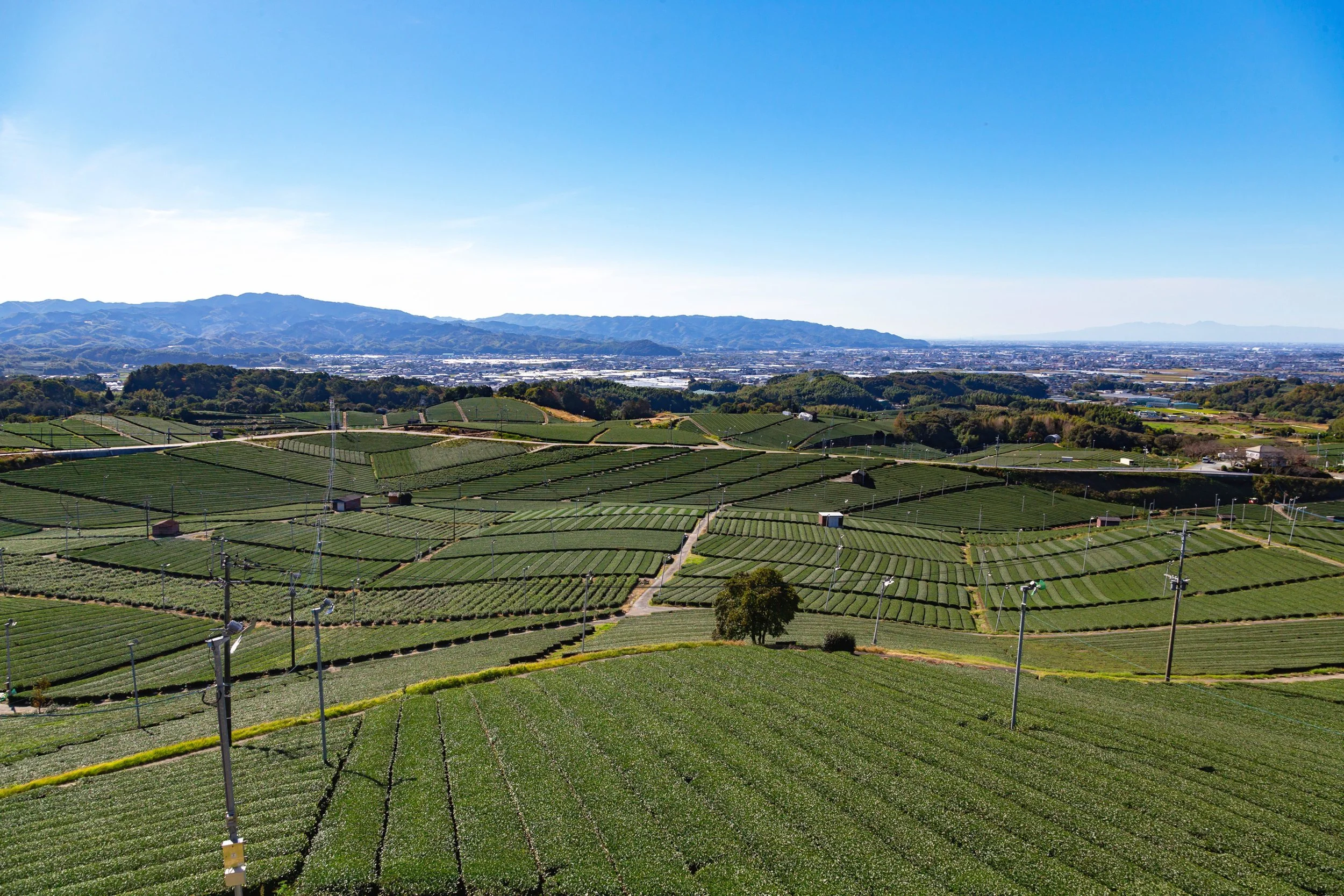 Yame Central Pilot Tea Farm.jpg
