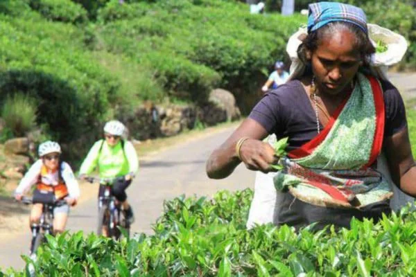 cycling and tea planters