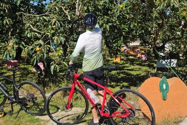 Kyushu island cycle tour picking fruit