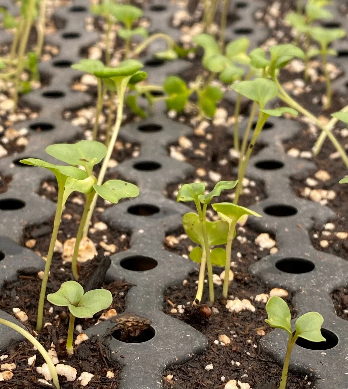 Sprouting