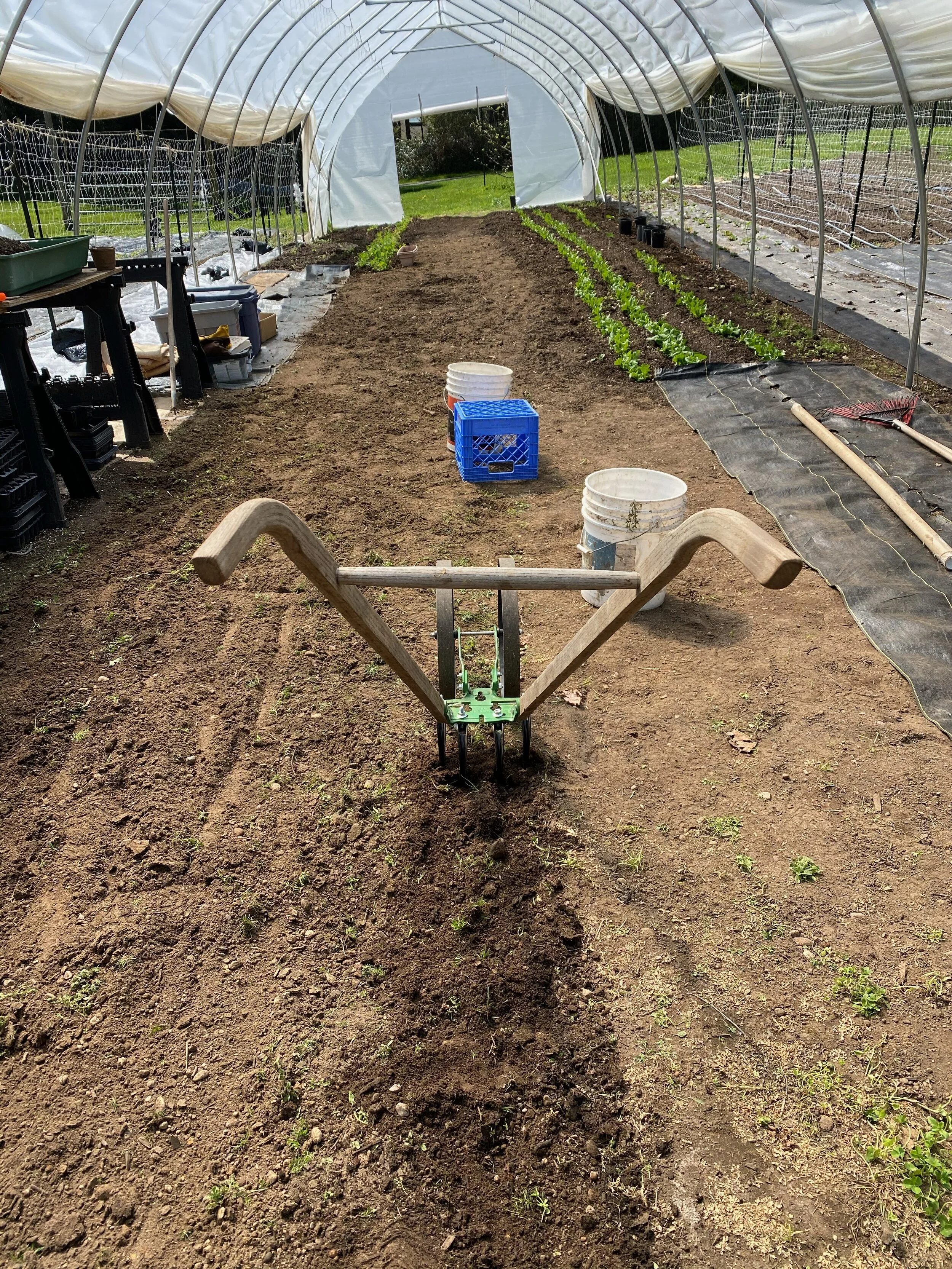 Home for 100 tomato starts