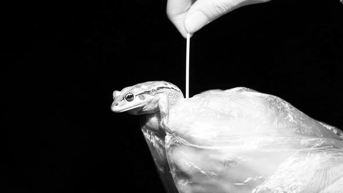 DIASPORIC AMPHIBIANS