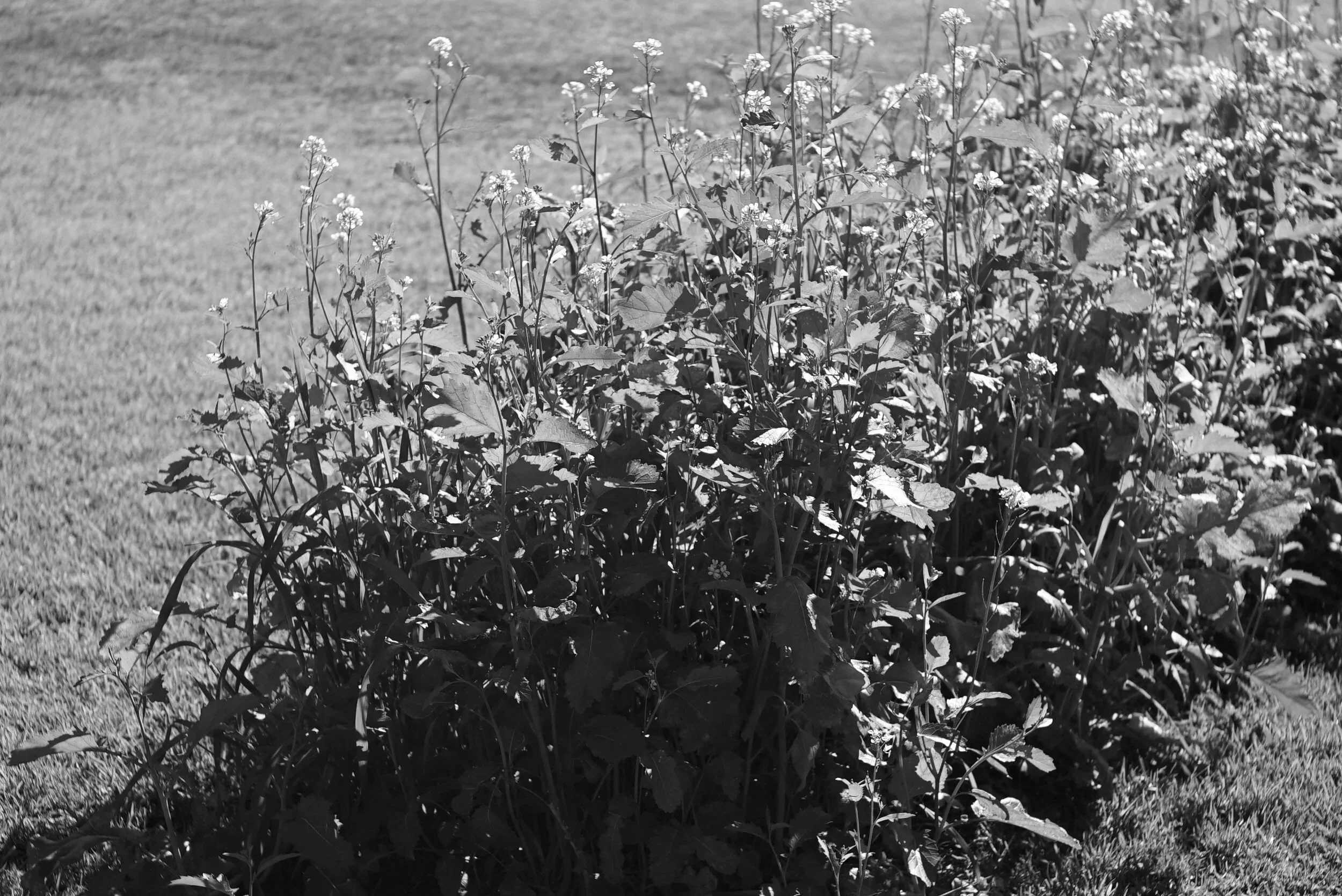 GOODEARTH