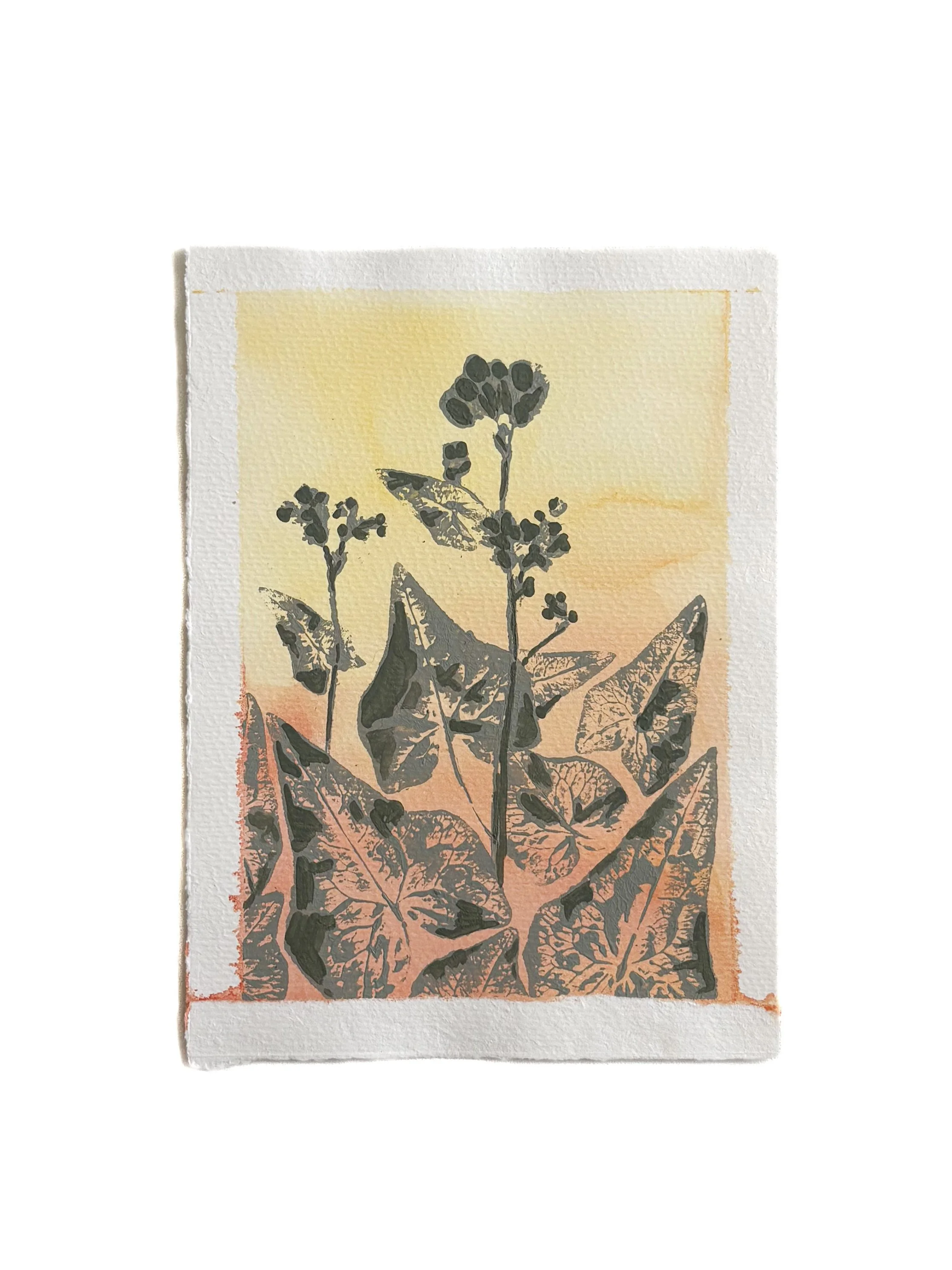 Buckwheat Flower 2