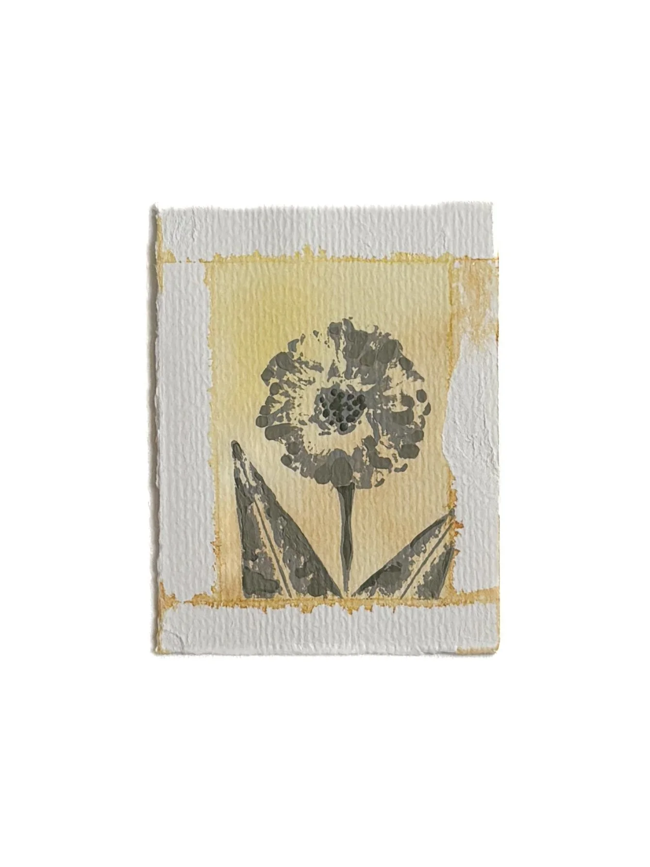 Zinnia 1