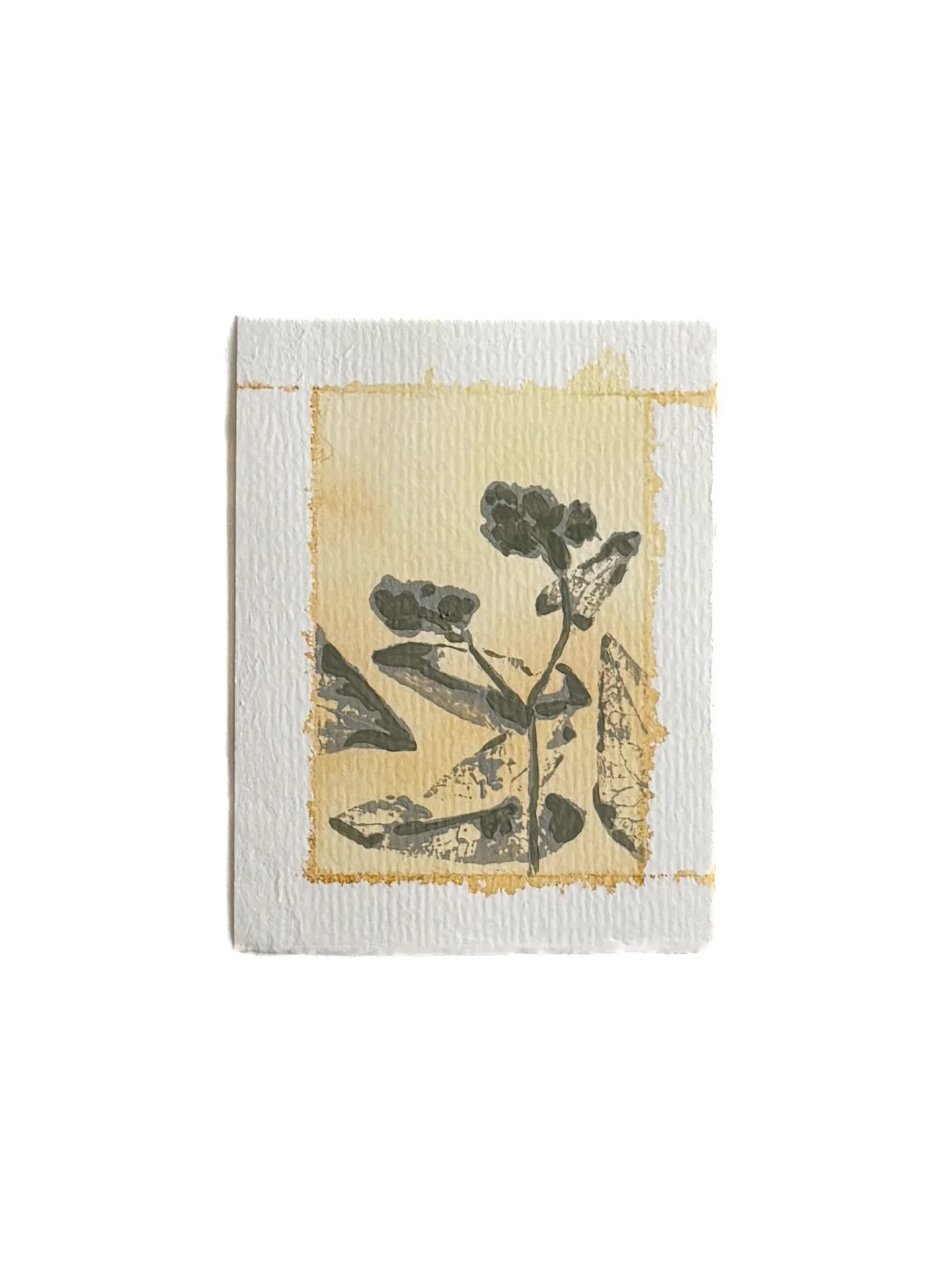Buckwheat  Flower 1