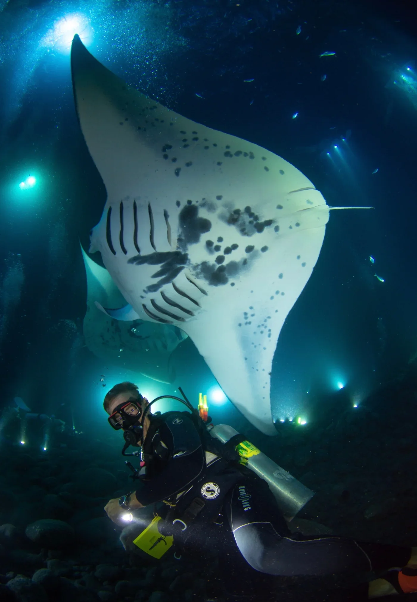 outrigger-kona-resort-and-spa-manata-ray-dive-12.webp