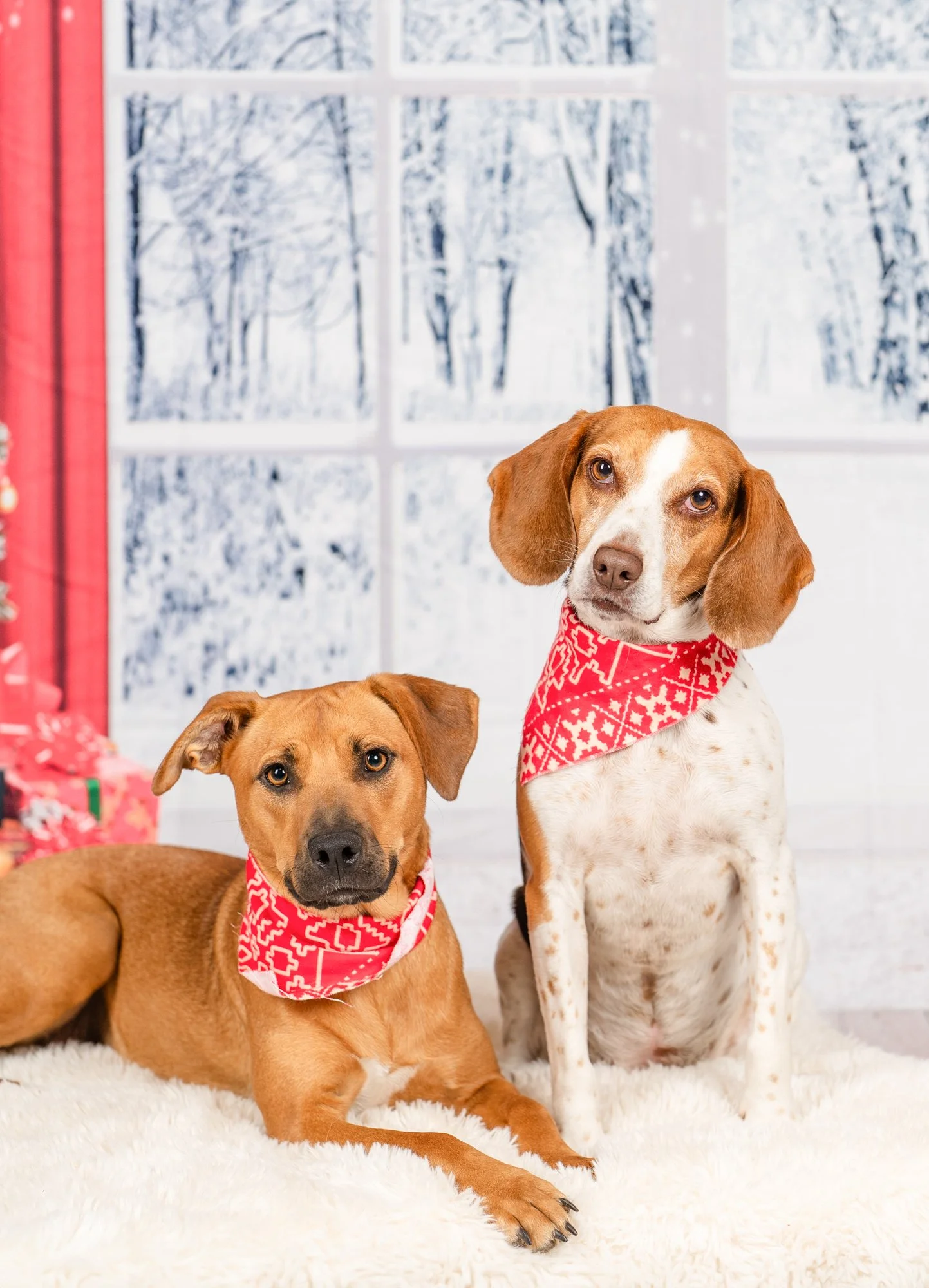Holiday Pet Photos At Quirk Hotel RVA benefiting Fetch A Cure — Beloved