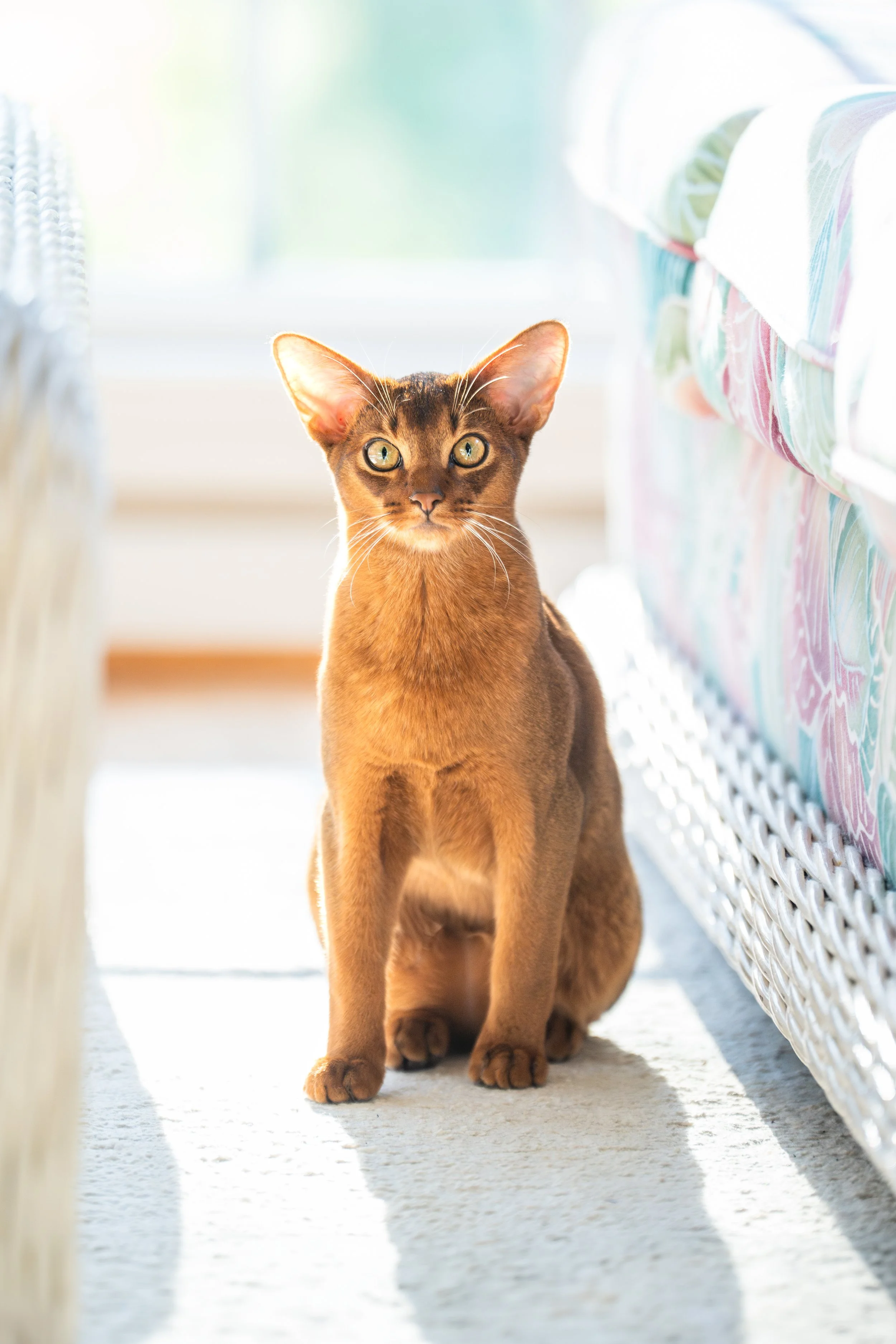 barney absynian cat-1.jpg