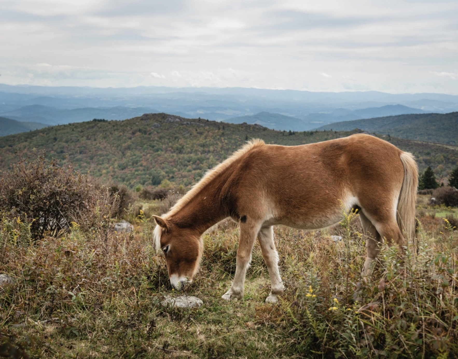 Horse Photography Richmond VA