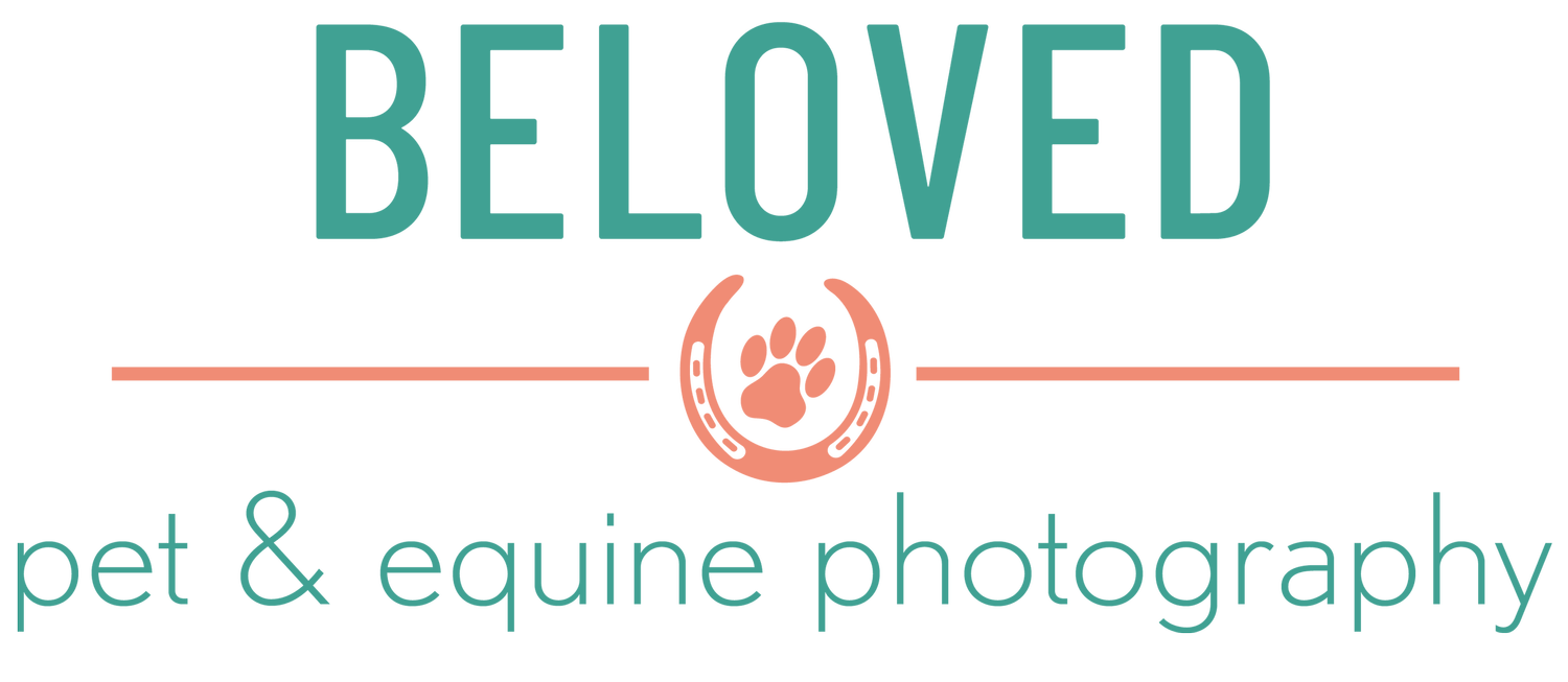 Beloved Pet &amp; Equine Photography