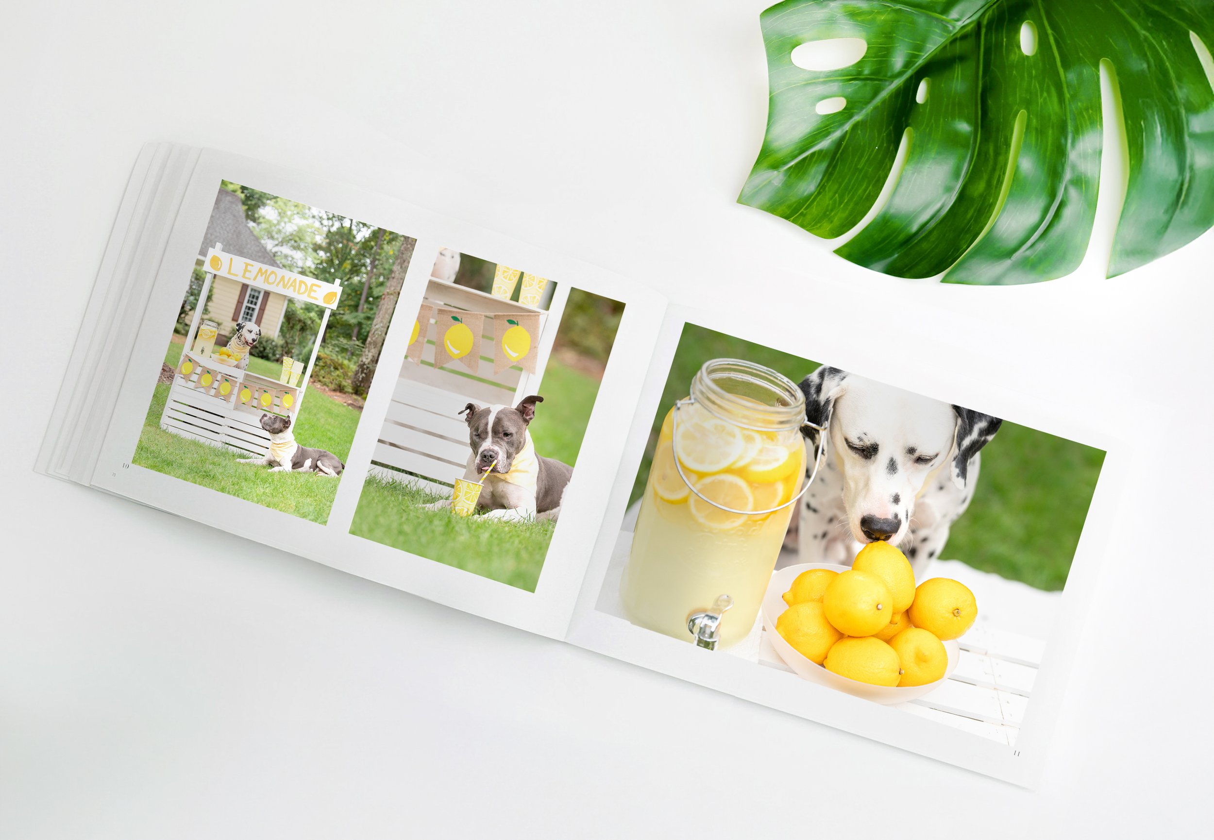 book flat on table with plant blank-1.jpg