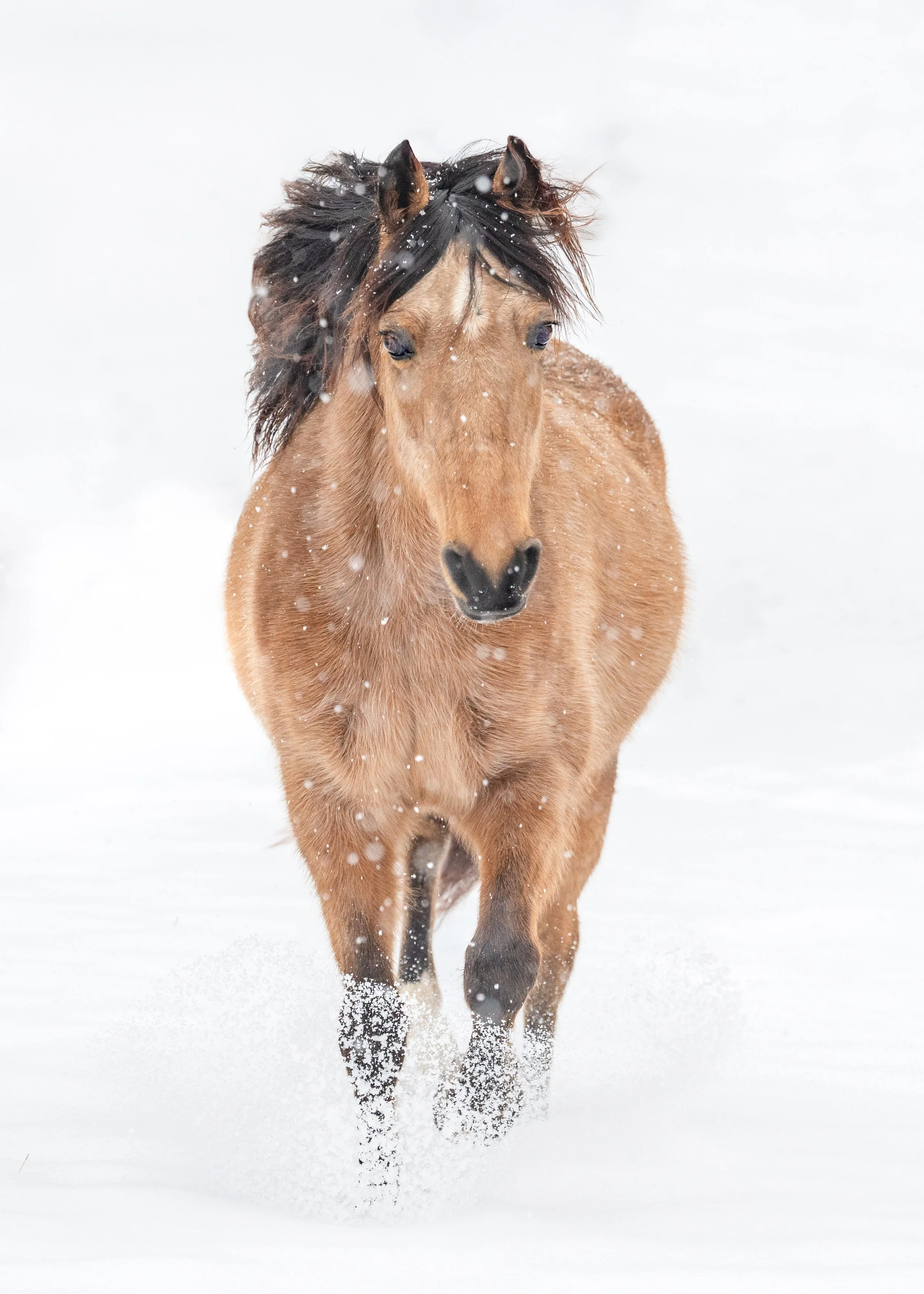 2-11-25-LTC-Snow-Beloved-Pet-And-Equine-Photography-8.jpg