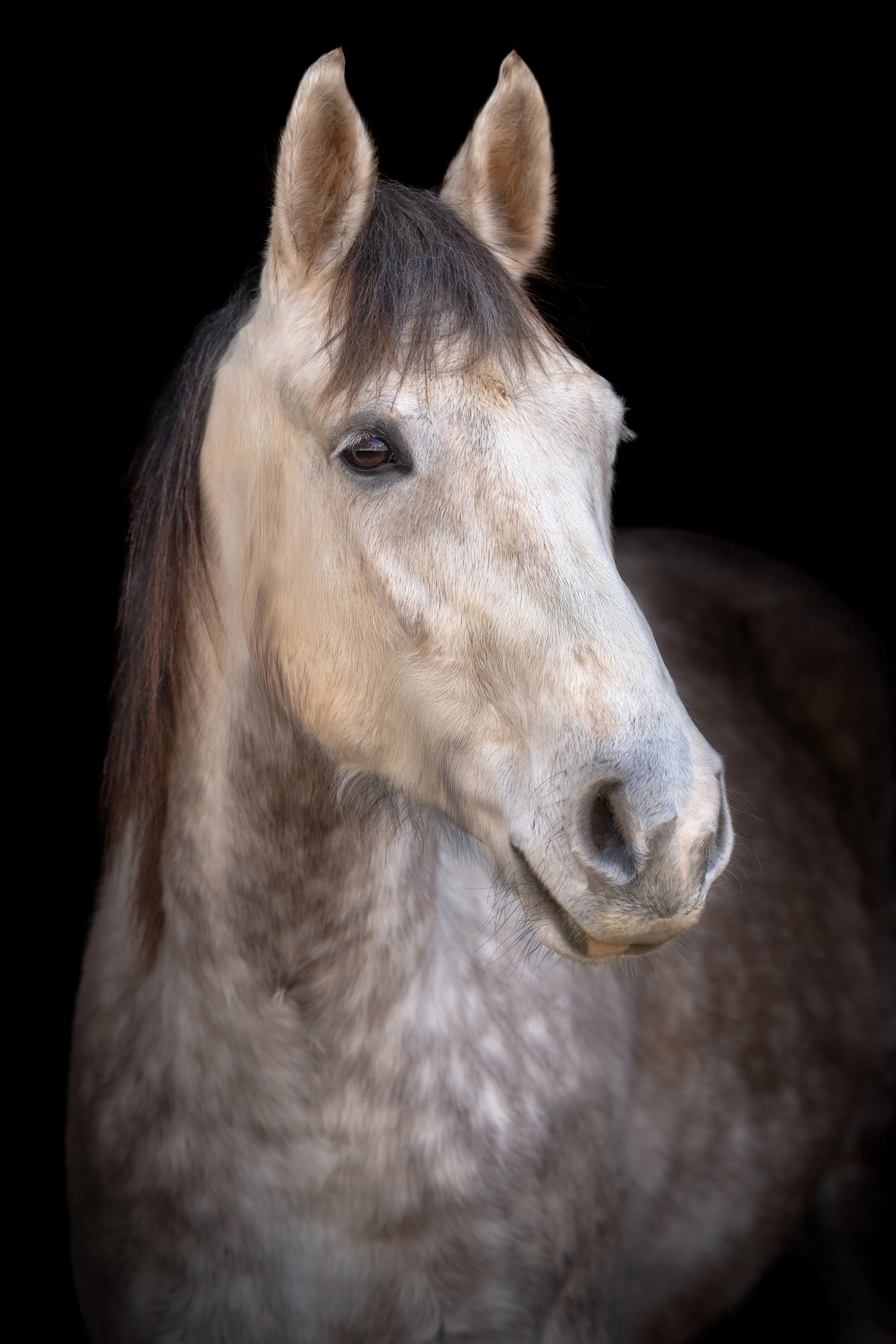 Horses-Black-Background-LTC-Beloved-Pet-And-Equine-Photography-1.jpg