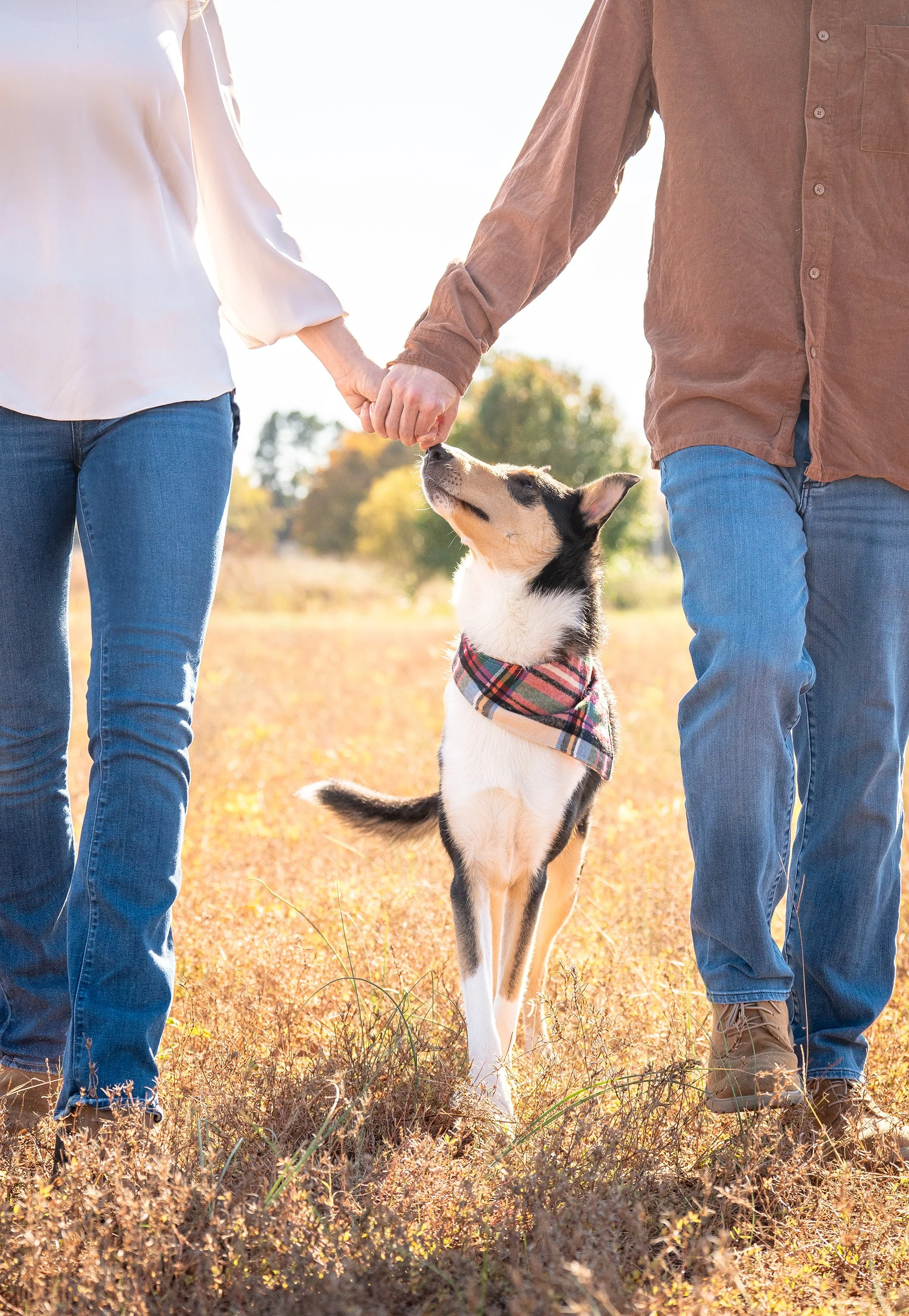 hand hold with smooth collie-1.jpg