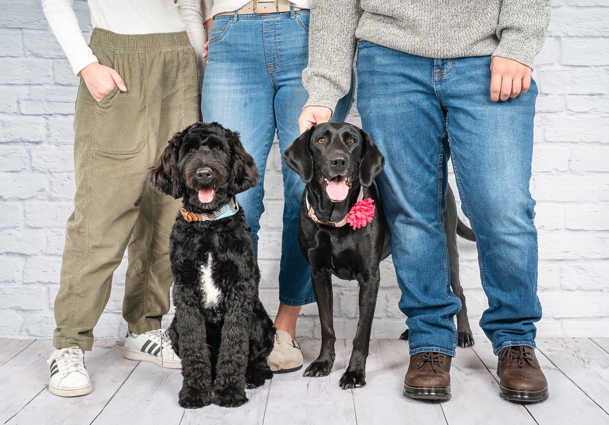 legs with 2 black dogs-1.jpg